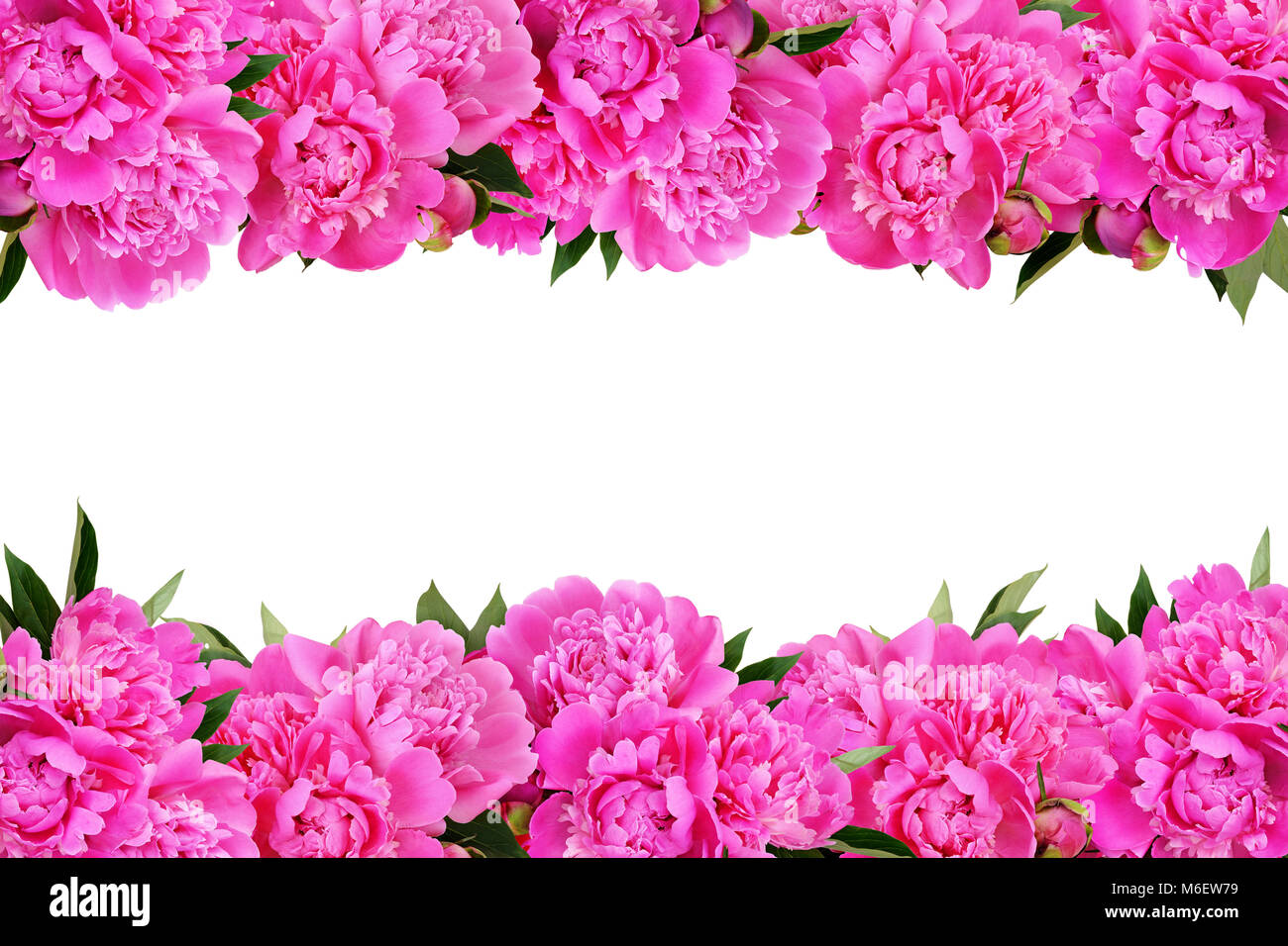 Rosa peonia fiori isoated confini su sfondo bianco Foto Stock