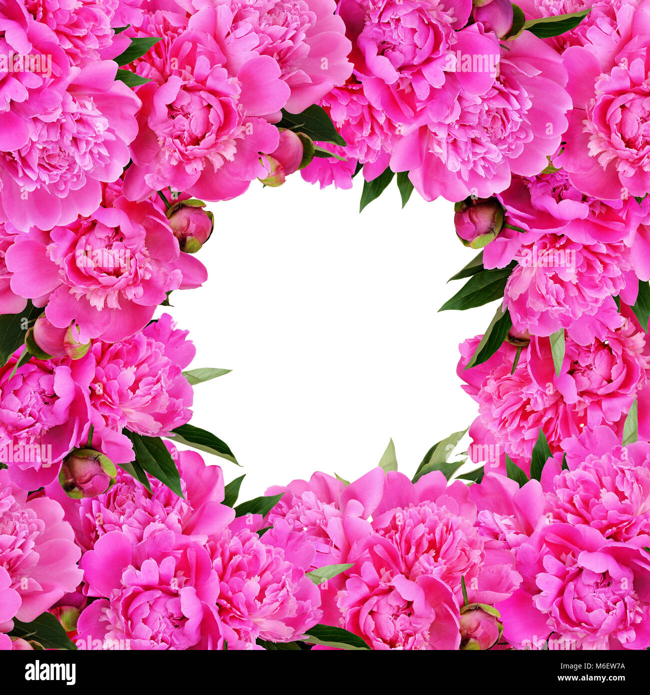 Rosa peonia Cornice di fiori isoated su sfondo bianco Foto Stock