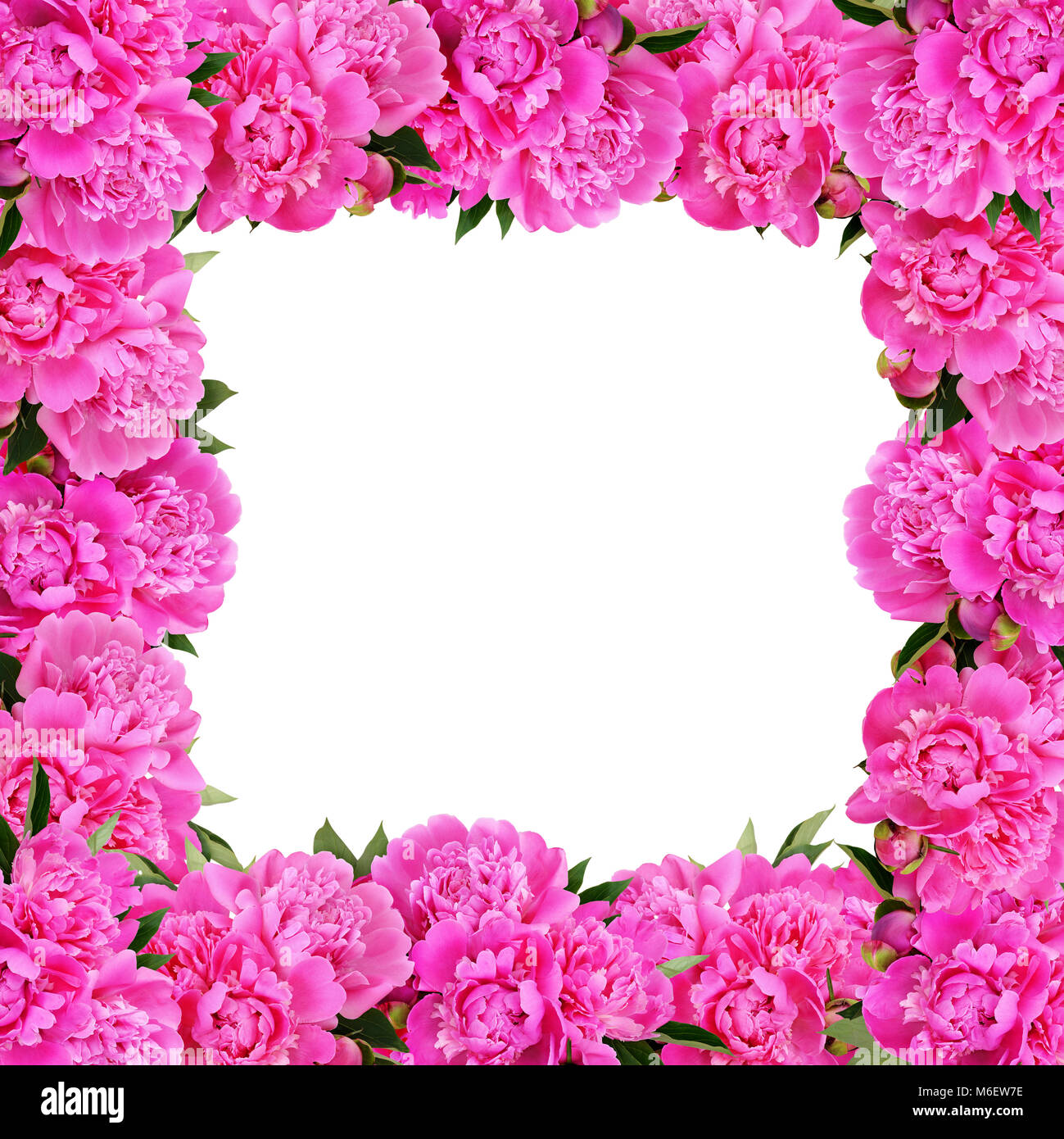 Rosa peonia Cornice di fiori isoated su sfondo bianco Foto Stock