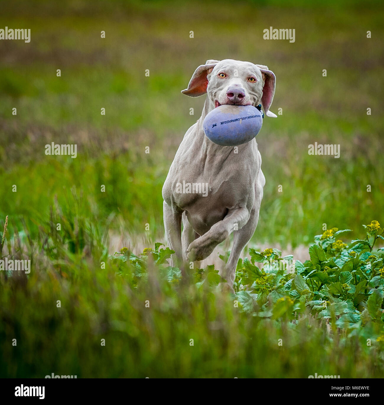 Weimaraner cane che corre in un campo con un manichino di formazione nella sua bocca Foto Stock