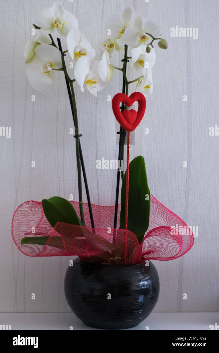 White Orchid con il cuore per il giorno di San Valentino Foto Stock
