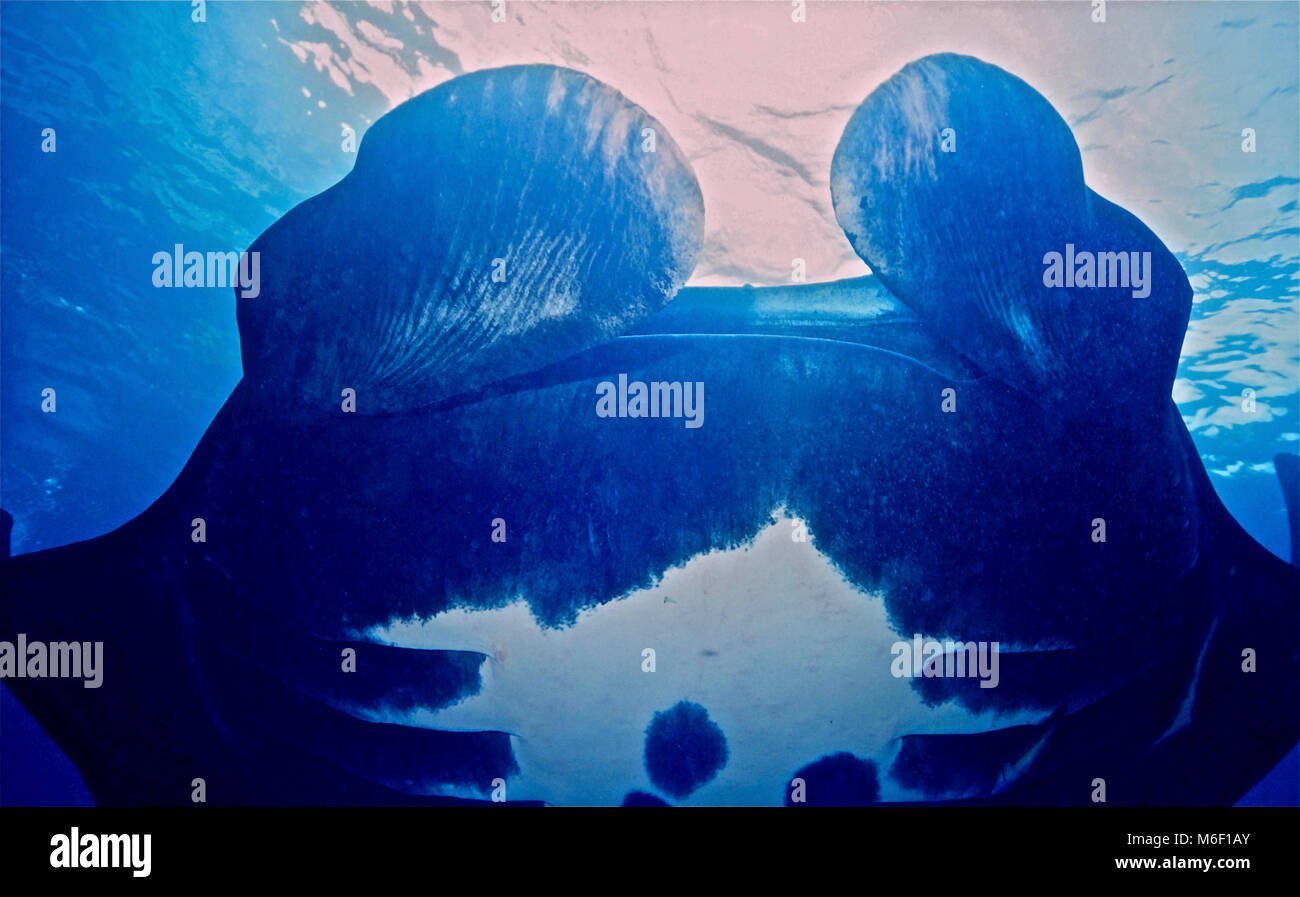 Un gigante di manta ray (Manta birostris: 220 cm.). Ho avuto la fortuna di partecipare a un paio di queste mante circa quindici minuti in immersione ed era abbastanza aria per rimanere con loro per più di mezz'ora, mentre essi cerchiato intorno a me l'assorbimento di plancton. Awesome, nel vero senso della parola, descrive in modo appropriato una lunga e stretta incontro con tali grandi e magnifici animali. Il plancton bloom ha portato nella fotografia a distanza dal soggetto che è problematico, ma mi è stato in grado di prendere un certo numero di close-up di foto come sono passati circa un metro al di sopra di me. Nei pressi della baia di cristallo, Bali, Indonesia. Foto Stock