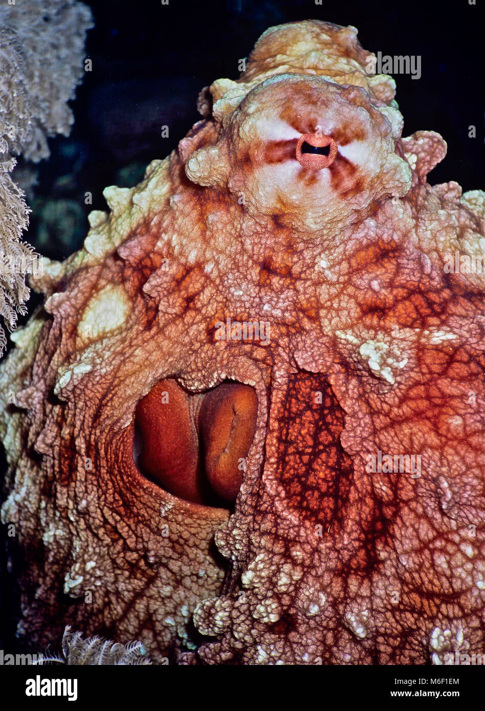 Big Red polpi (Octopus cyaneus: 40 cms.) riparo durante il giorno in crepacci, venendo al feed di notte. È strano che il nome specifico è cyaneus, il che implica che l'animale è di colore blu. Alcune segnalazioni indicano che la specie è stato chiamato da un museo campione che avevano acceso in blu durante la conservazione. Polipi sono maestri di camuffamento e può cambiare il colore e la consistenza della pelle rapidamente e frequentemente. Mentre la maggior parte dei molluschi non sono conosciuti per la loro intelligenza, polipi sono molto intelligenti. Questo uno ha ottenuto molto utilizzato per la mia presenza e fissò - vedere occhio al top. Fotografato nel Mar Rosso egiziano Foto Stock