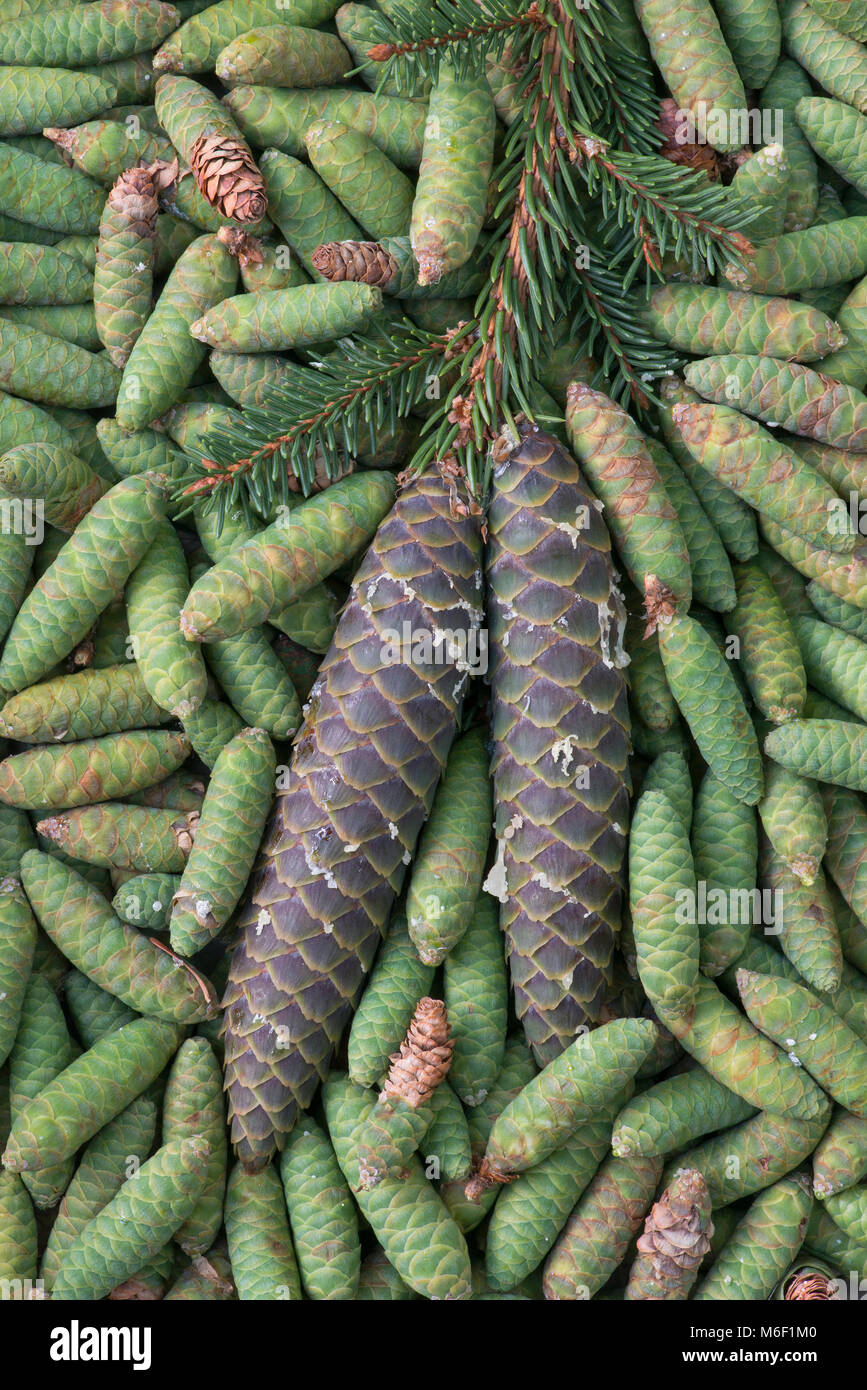 Spruce pigne (picea), da saltare Moody/Dembinsky Foto Assoc Foto Stock