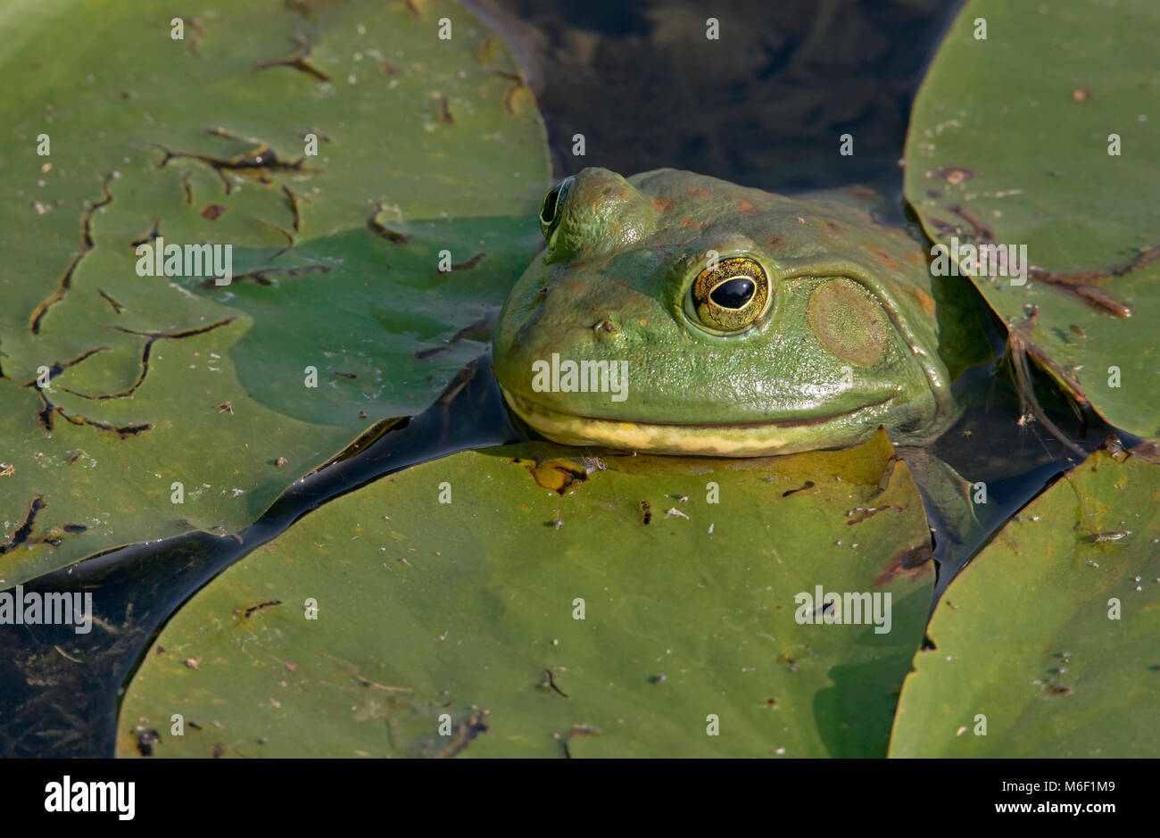 American Bullfrog (Lithobates catesbeiana, Rana catesbeiana), tra ninfee, E STATI UNITI D'AMERICA, da saltare Moody/Dembinsky Foto Assoc Foto Stock