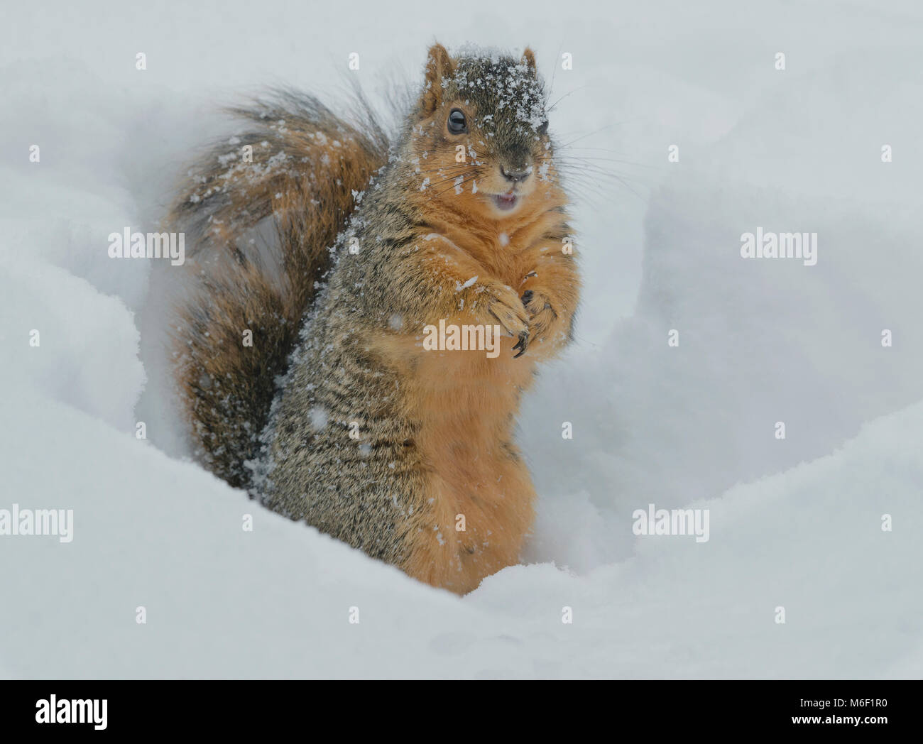 Fox scoiattolo (Sciurus niger), inverno, E STATI UNITI D'AMERICA da saltare Moody/Dembinsky Foto Assoc Foto Stock