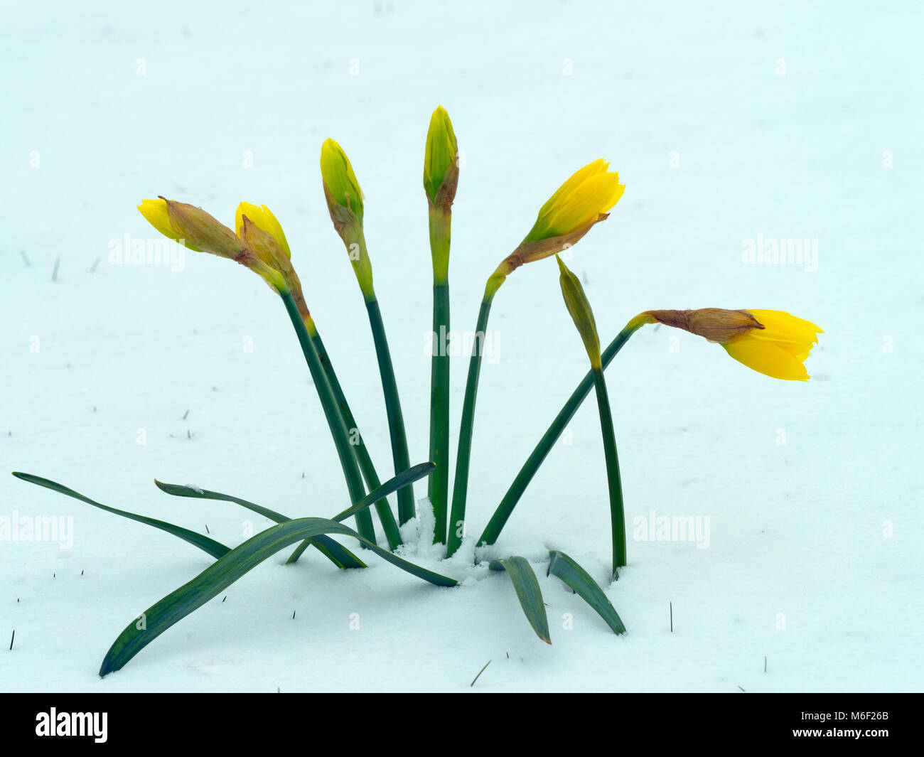 Giunchiglie emergente dalla prolungata molla neve NORFOLK REGNO UNITO Foto Stock