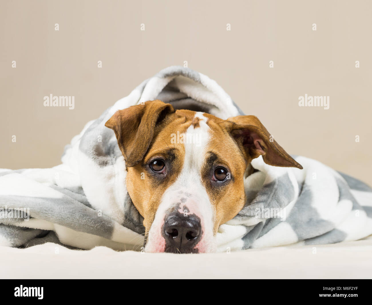 Funny puppy in calda coperta di buttare riposa in camera da letto. Giovani staffordshire terrier cane sul lettino dopo il bagno o la doccia avvolti in un bellissimo plaid Foto Stock