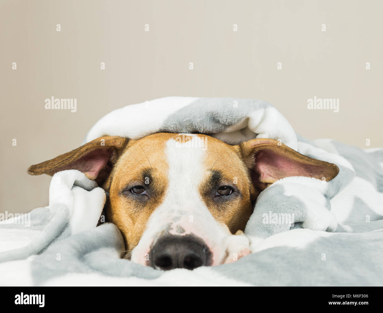 Assonnato o malati cucciolo stabilisce nel letto avvolto nel gettare una coperta Foto Stock