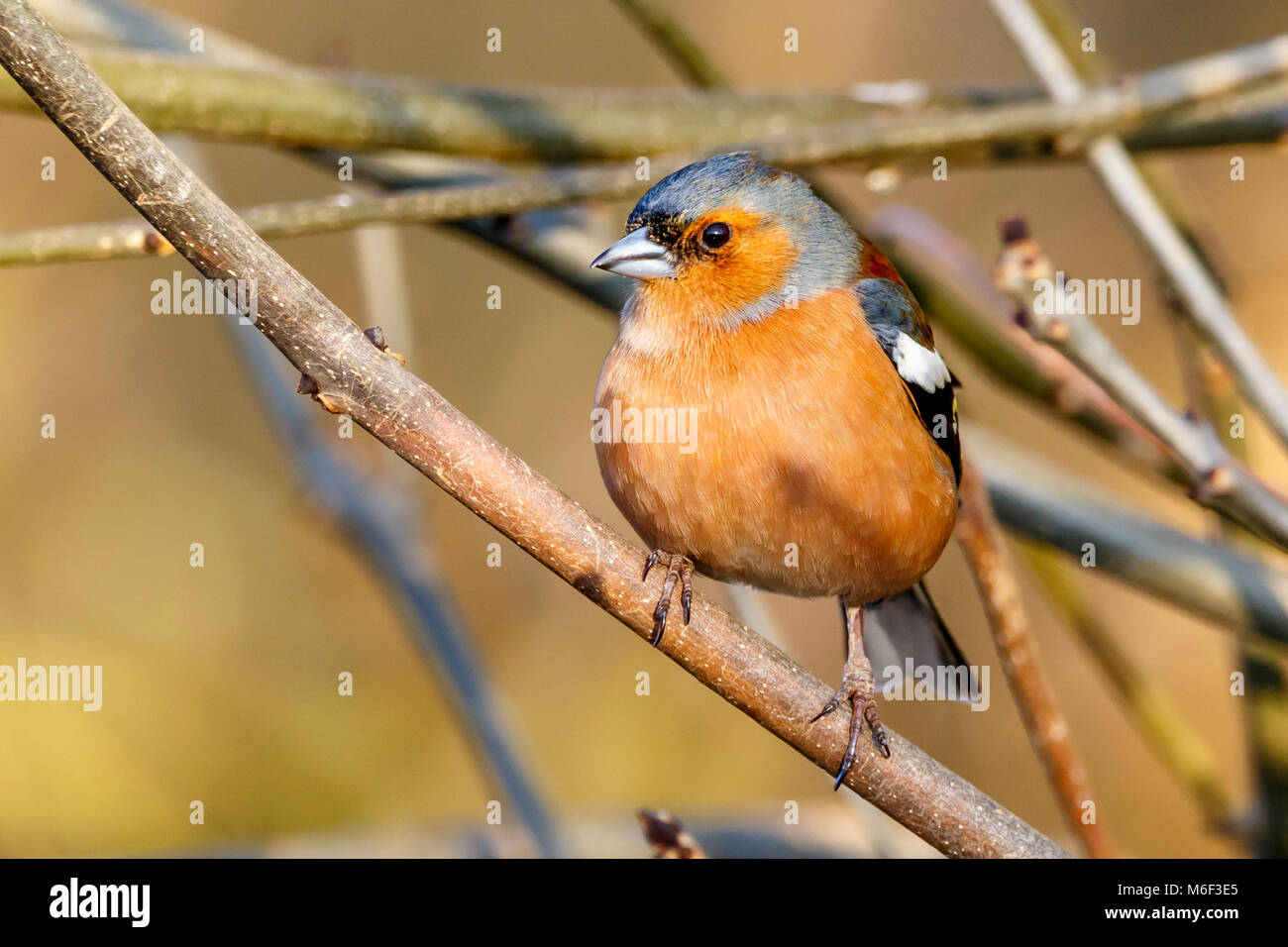 Fringuello Foto Stock