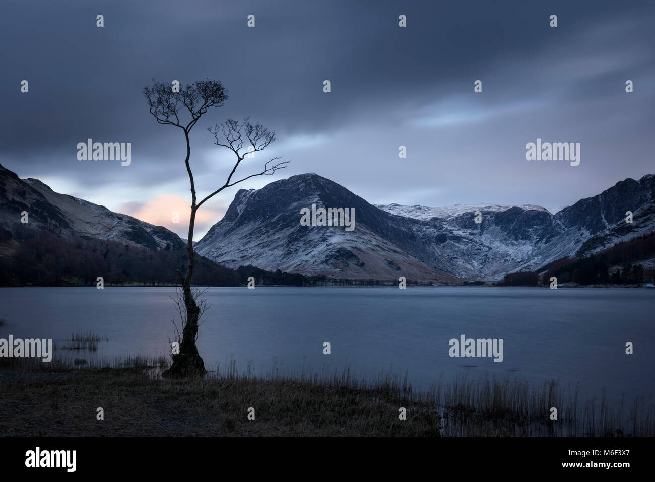 Lone Tree by Buttermere lake nel Lake District inglese in inverno, fells in vista includono Fleetwith Pike Foto Stock