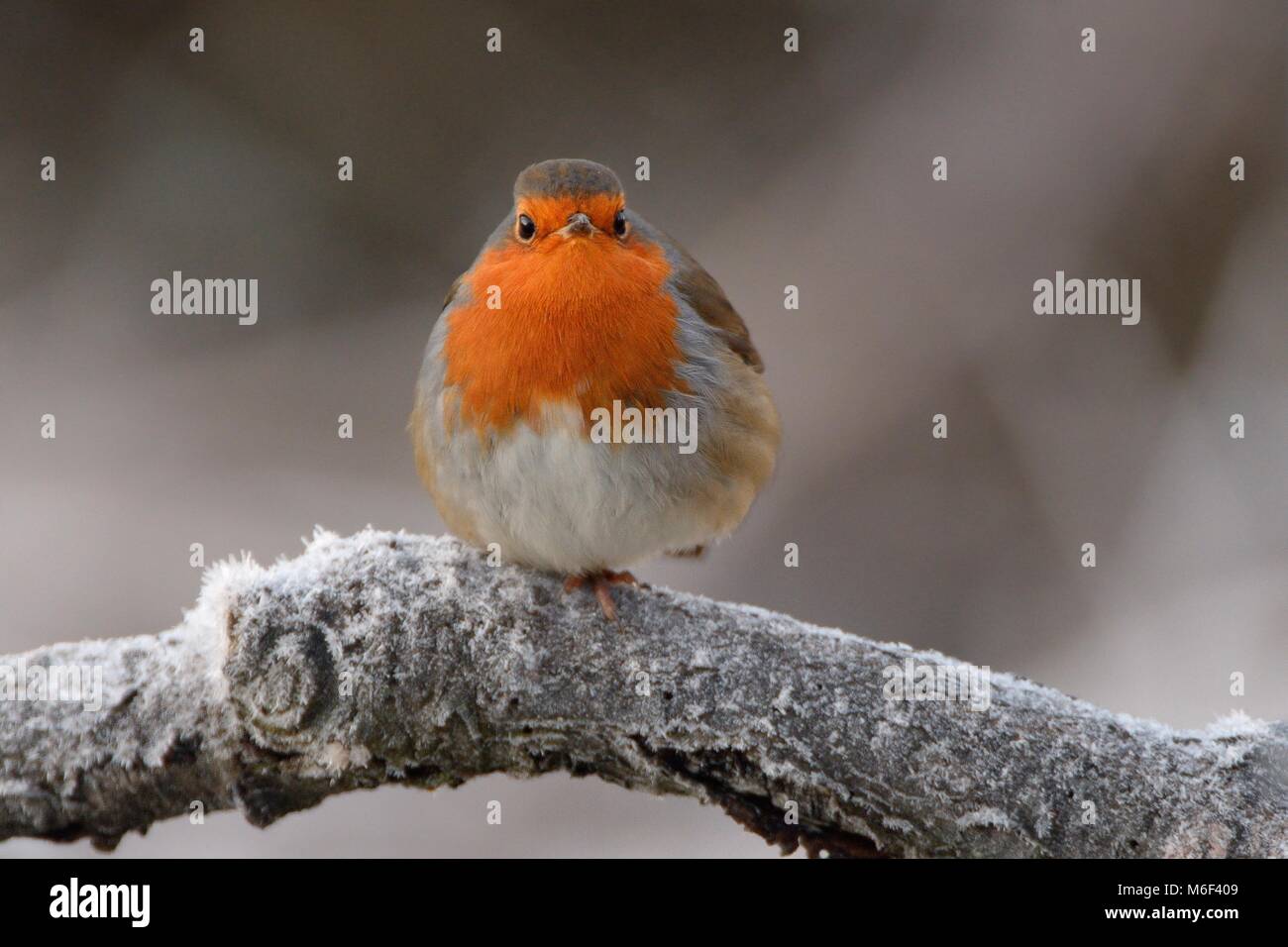 Unione robin (Erithacus rubecula) arruffare fino a tenere in caldo mentre arroccato su una trasformata per forte gradiente ramo smerigliato su un freddo inverno mattina, Gloucestershire, Regno Unito Foto Stock