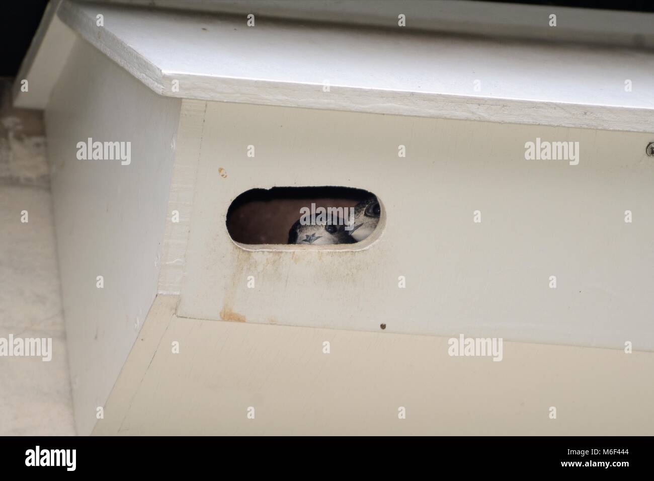 Due comuni swift pulcini (Apus apus) il peering da un nestbox attaccato sotto il cornicione di una casa, Milton, Cambridge, UK, Luglio. Foto Stock