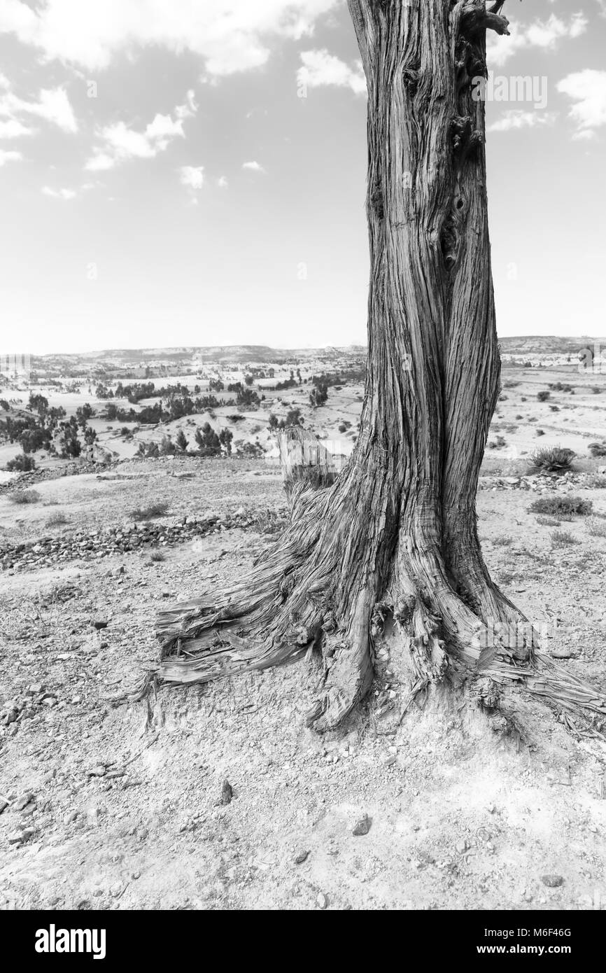 In Etiopia africa nel vecchio valle un albero morto e le sue radici nel terreno Foto Stock
