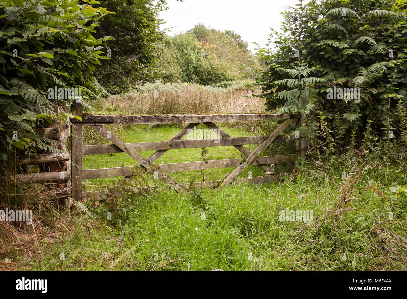 Vecchio legno trascurato cinque bar fattoria in incolto hedge adiacente all'Offa's Dyke lunga distanza sentiero trail nel Galles centrale Foto Stock