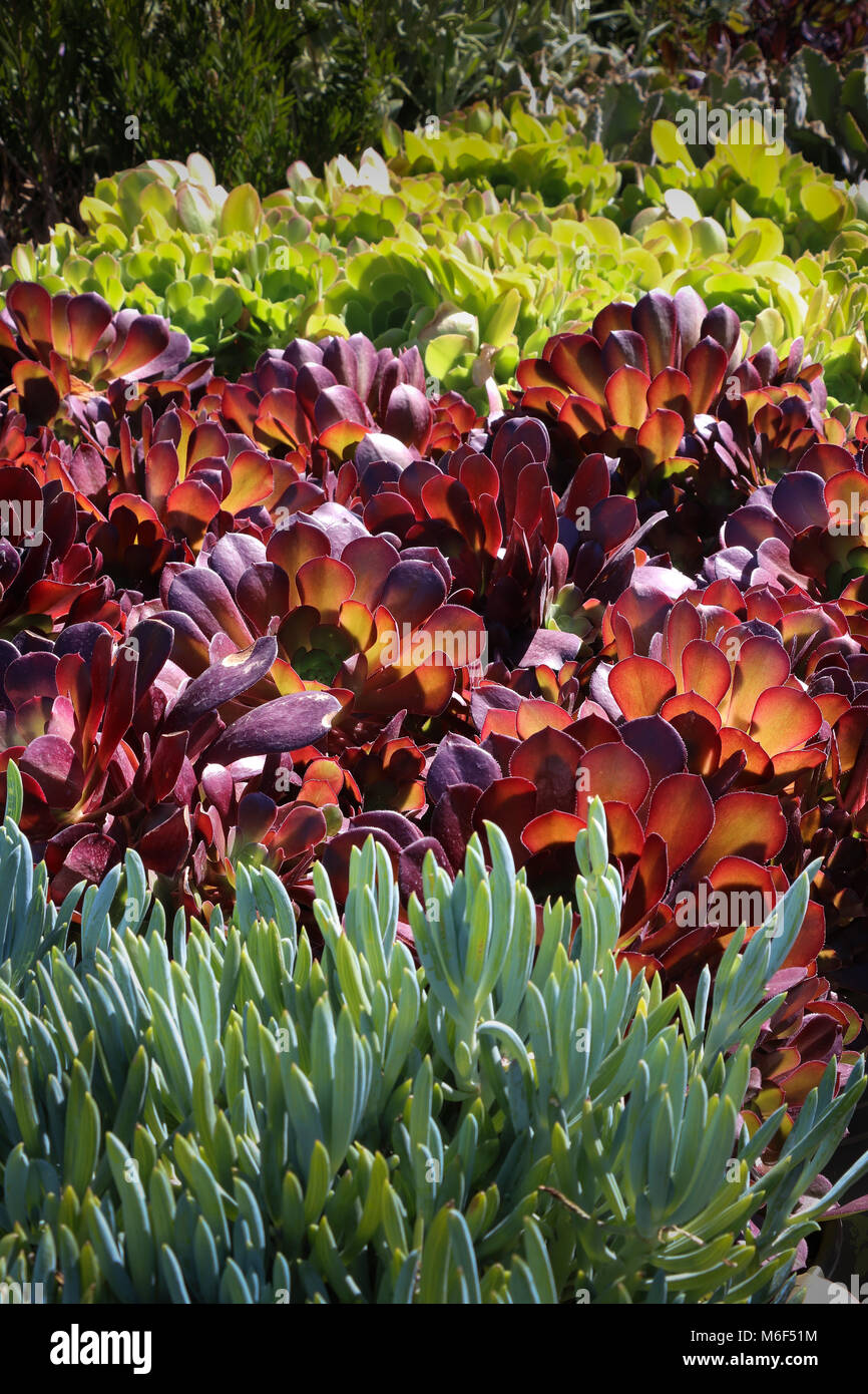 Righe colorate di piante succulente sul display in un negozio giardino, dove vengono venduti per impianti ornamentali per la siccità tollerante il giardinaggio; xeriscape. Foto Stock