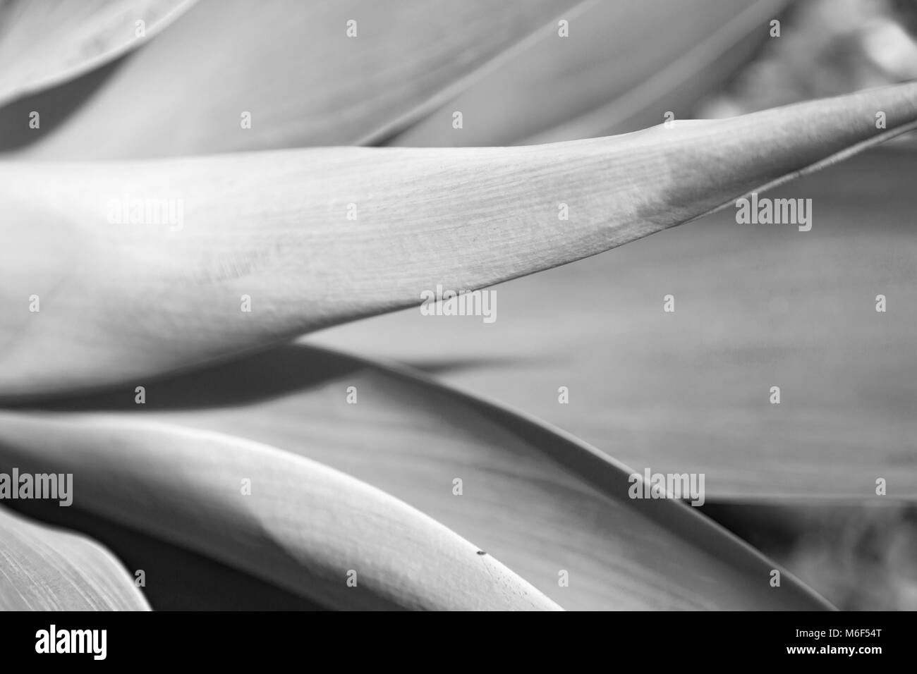 Texture e close up di una foglia come sfondo astratto Foto Stock