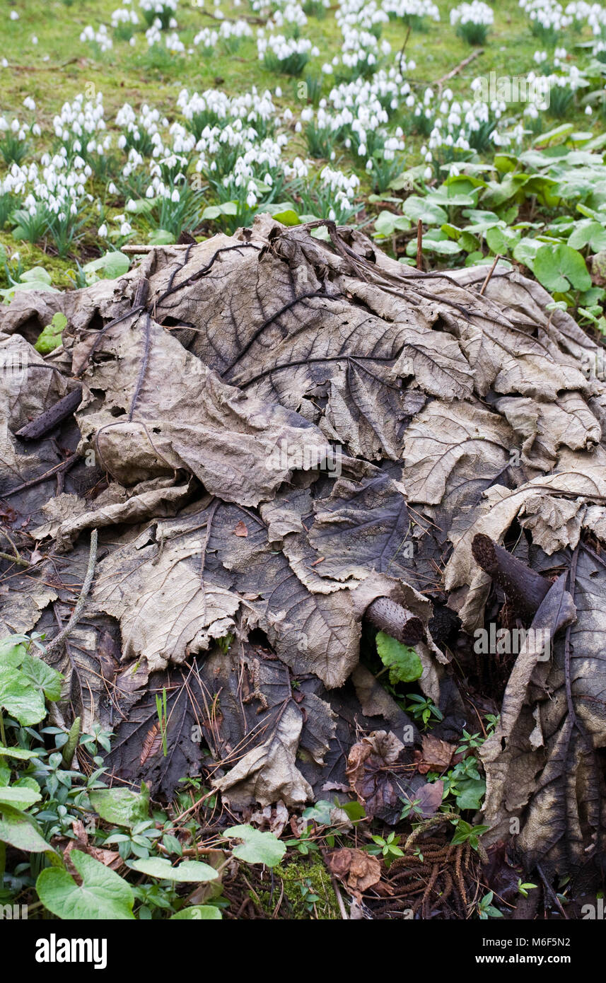 Gunnera manicata d'inverno. Foto Stock