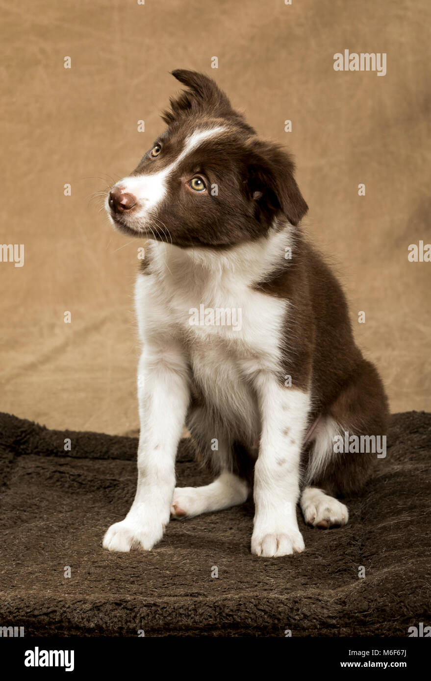Nove settimane vecchio Border Collie cucciolo Foto Stock