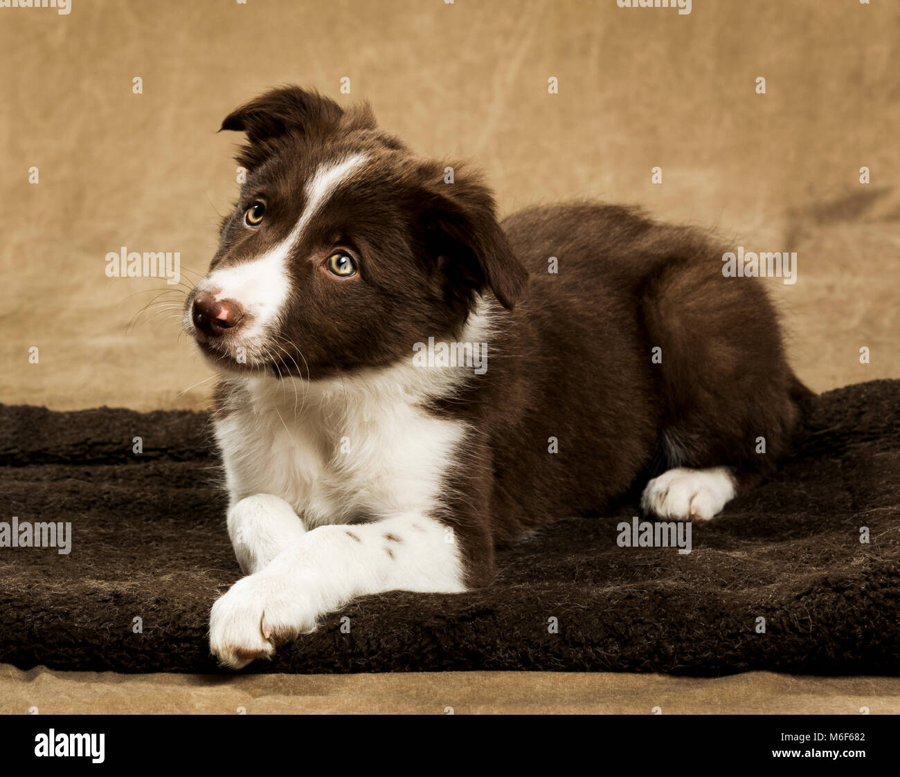 Nove settimane vecchio Border Collie cucciolo Foto Stock