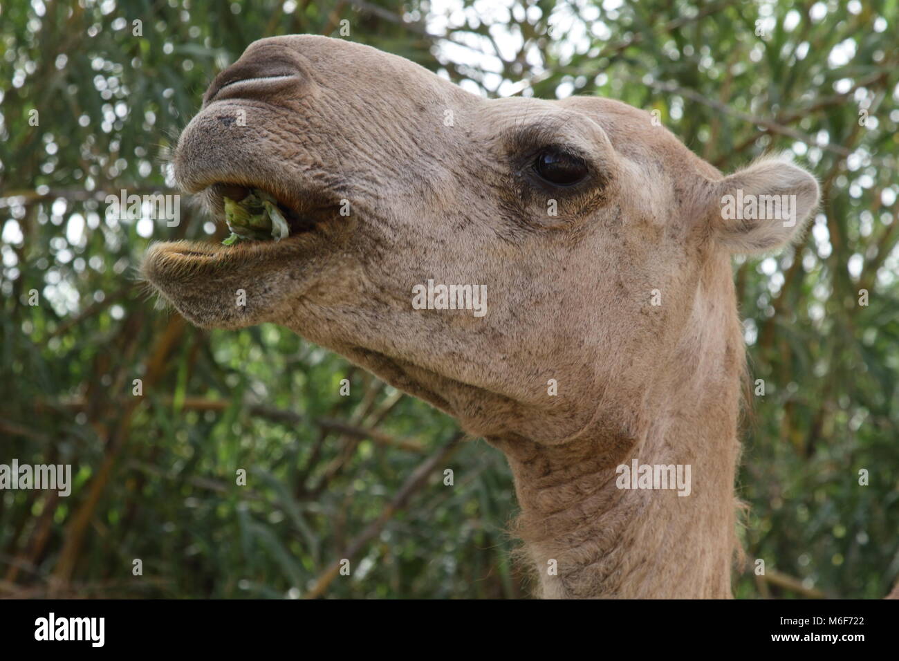 Masticare cammello Foto Stock