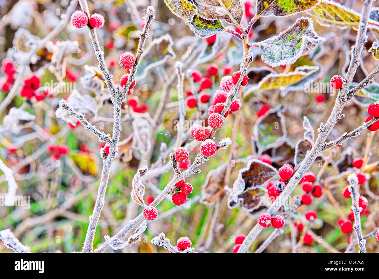 Macro closeup di inverno rosso bacche con le foglie in autunno autunno mostra dettaglio texture e pattern con il gelo della neve alba sunrise bokeh sfondo in noi Foto Stock