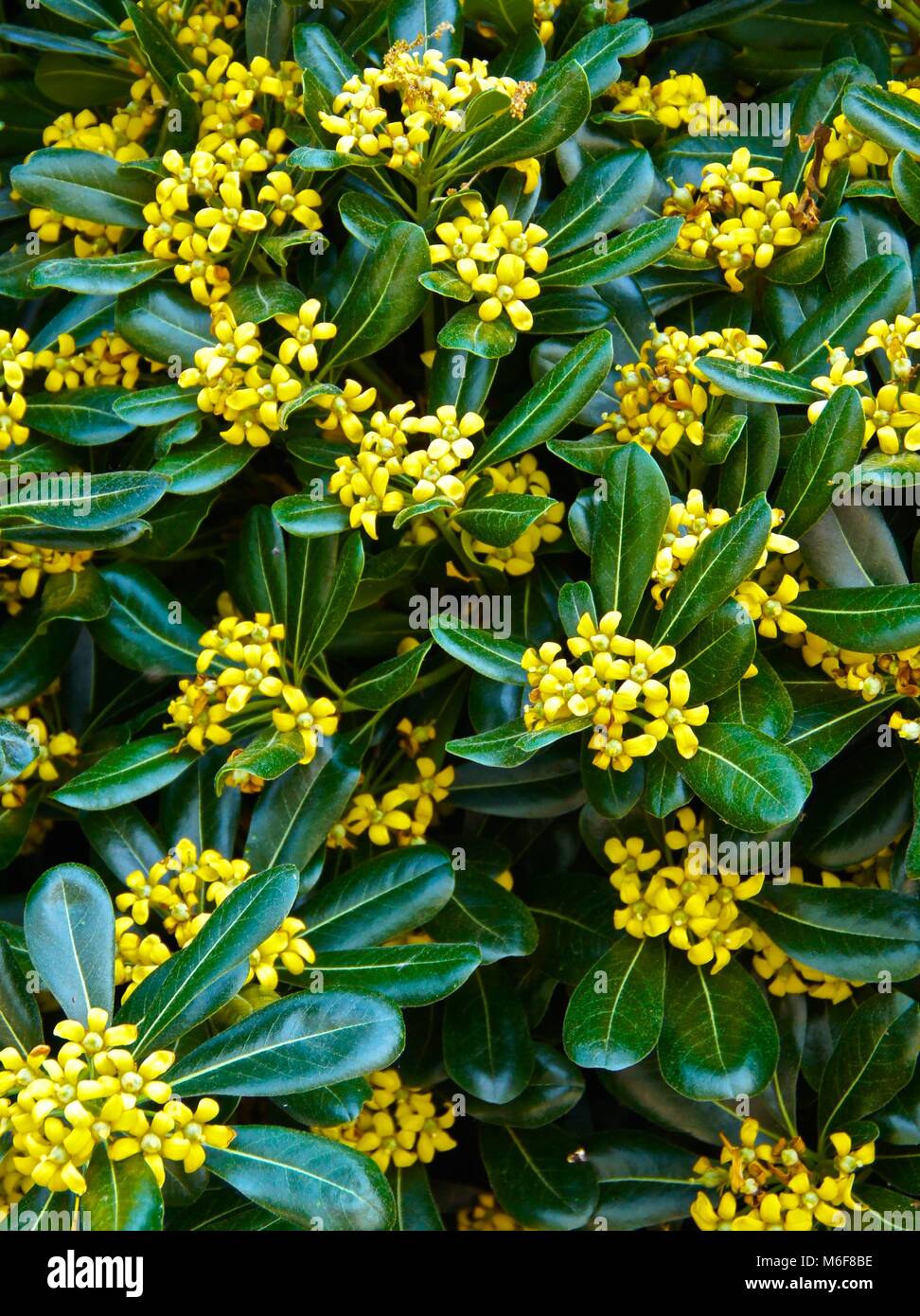 Di colore giallo brillante petali di fiori sul rivestimento parete impianto Foto Stock