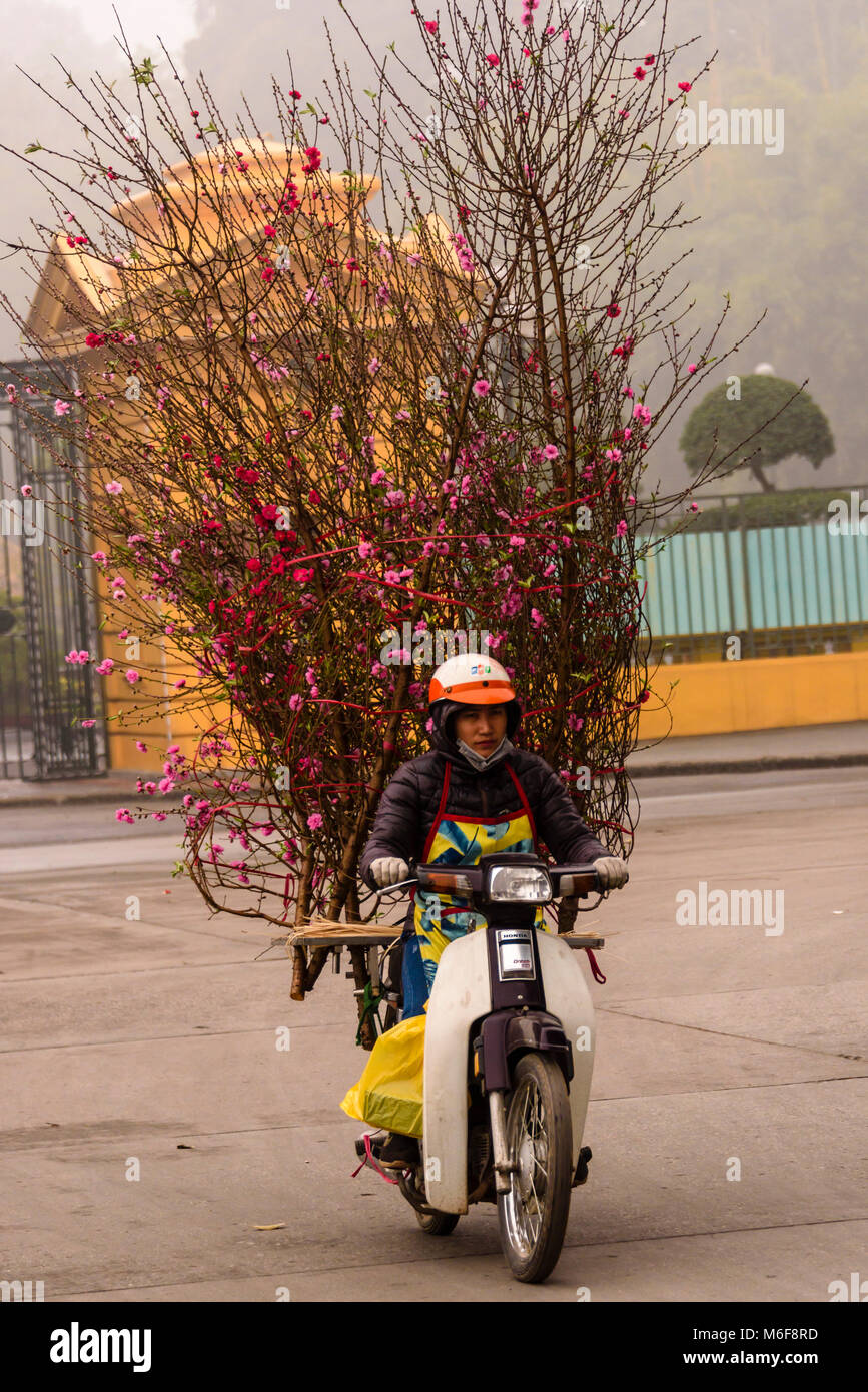 Un uomo che porta una grande peach blossom sul retro del suo scooter ad Hanoi, Vietnam Foto Stock