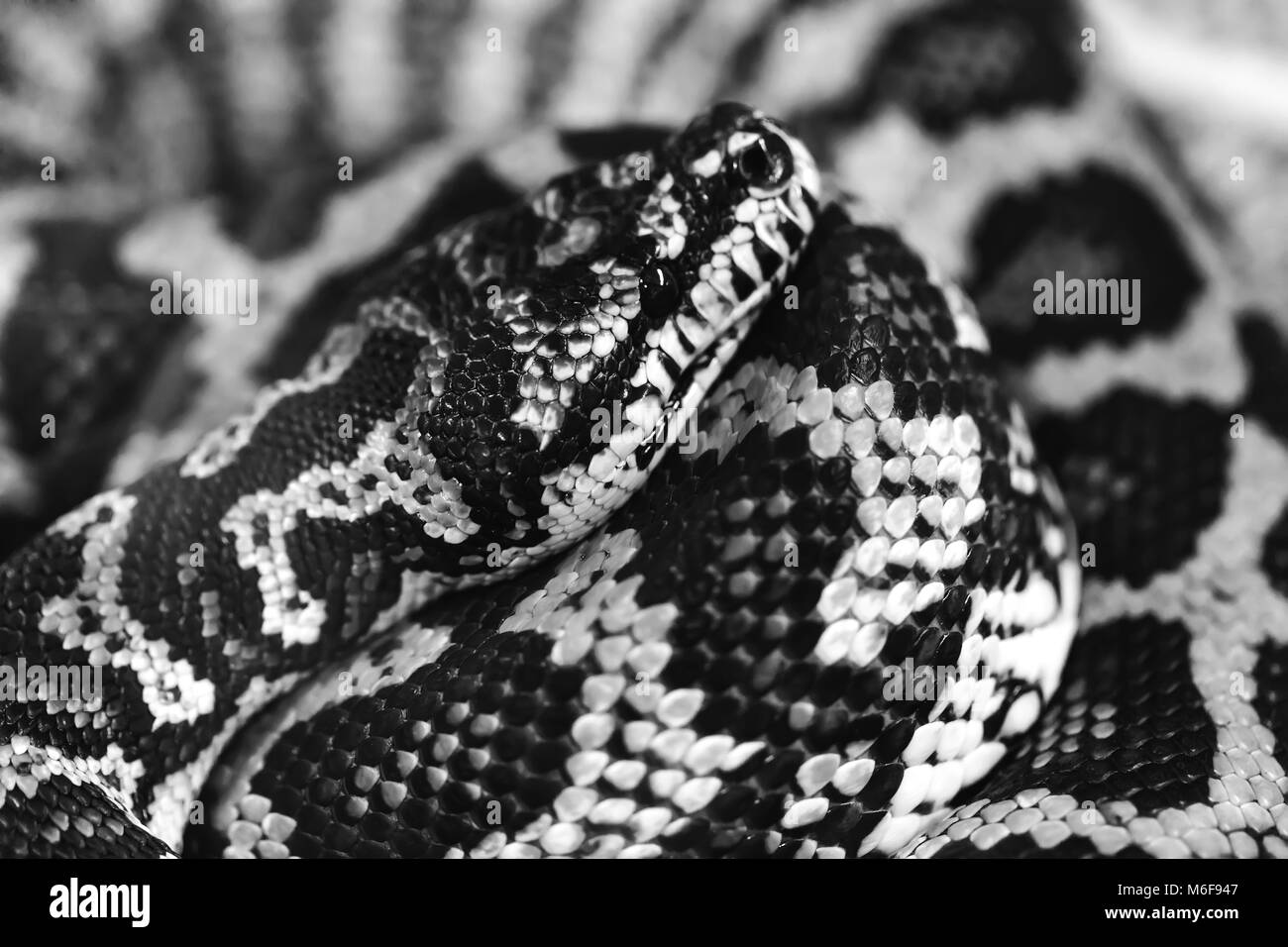 Snake in bianco e nero, Morelia Spilota. Tappeto a spirale python. Close-up ritratto di diamond python. Foto Stock