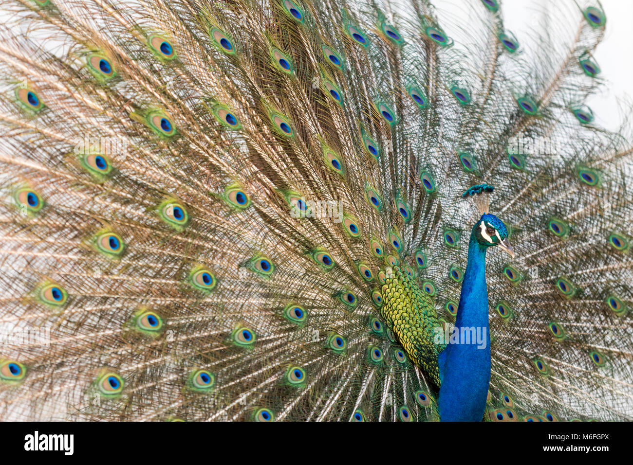 03 Marzo 2018 - Coconut Grove, Flordia, USA: un pavone mette su un display per un passaggio Peahen durante la stagione di accoppiamento su una strada residenziale Foto Stock