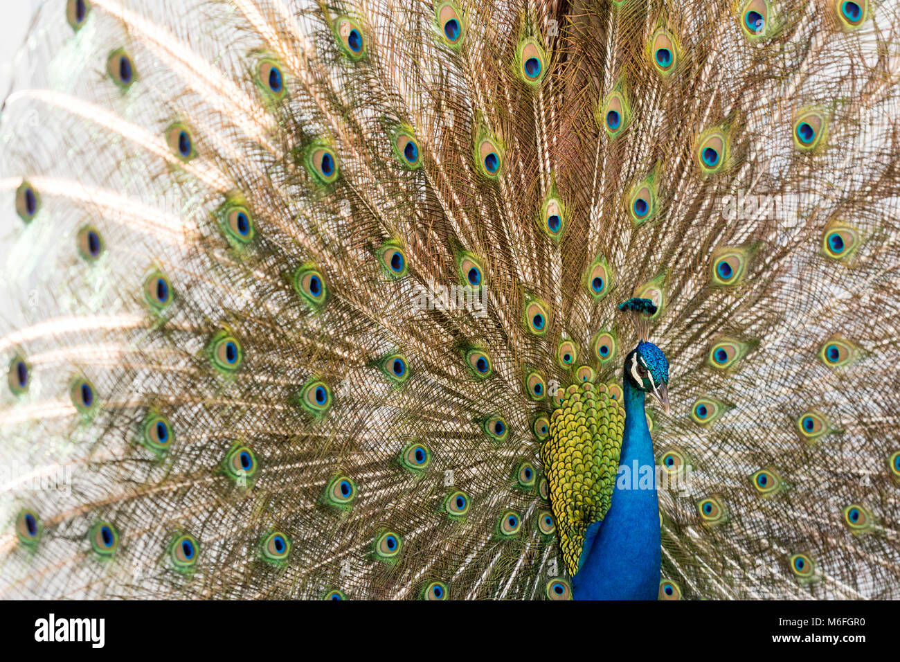 03 Marzo 2018 - Coconut Grove, Flordia, USA: un pavone mette su un display per un passaggio Peahen durante la stagione di accoppiamento su una strada residenziale Foto Stock