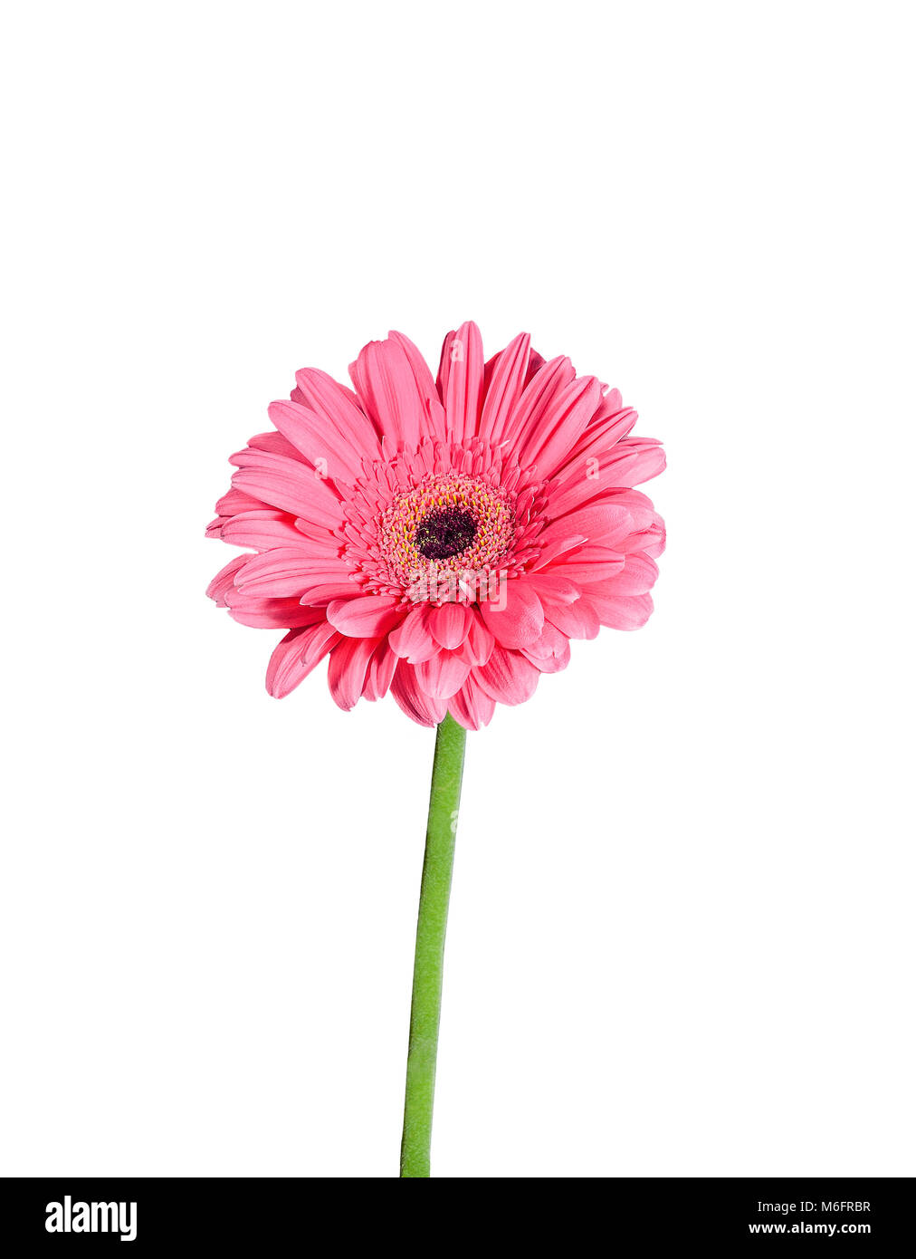 Dolce Gerbera daisy fiore con petali di rosa e verde vicino a stelo alto isolato su uno sfondo bianco Foto Stock