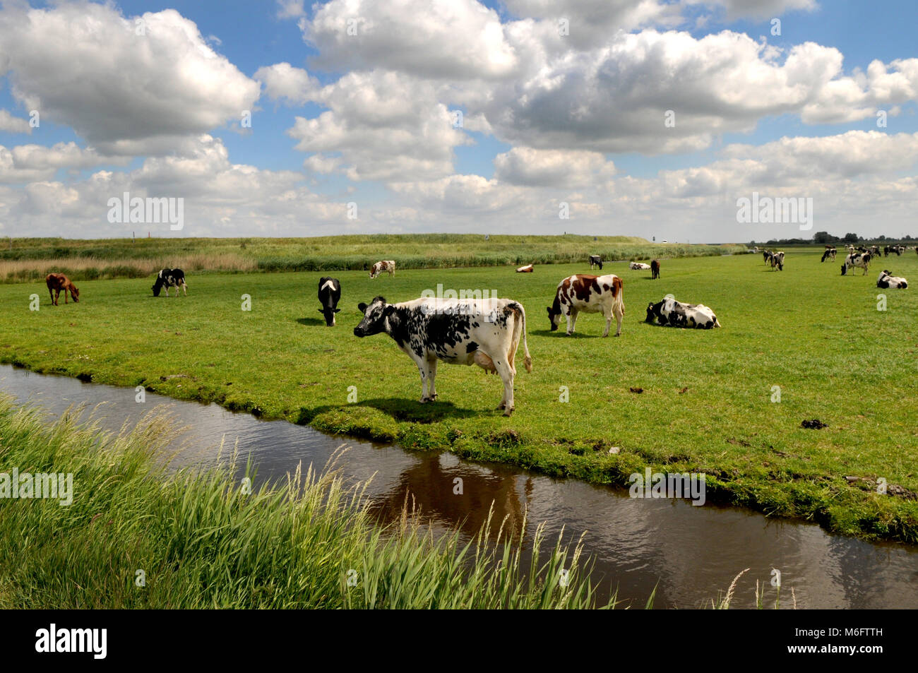 Vacche olandese sul pascolo, prato, Paesi Bassi Foto Stock