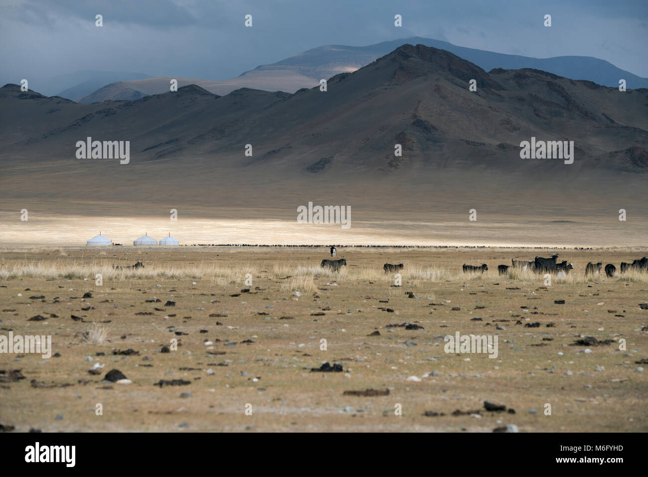 Un allevamento di bestiame al pascolo accanto a tre il kazako gers (yurta). Montagne di Altai, Mongolia occidentale. Foto Stock