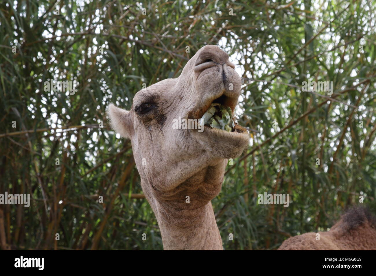 La masticazione del cammello Foto Stock