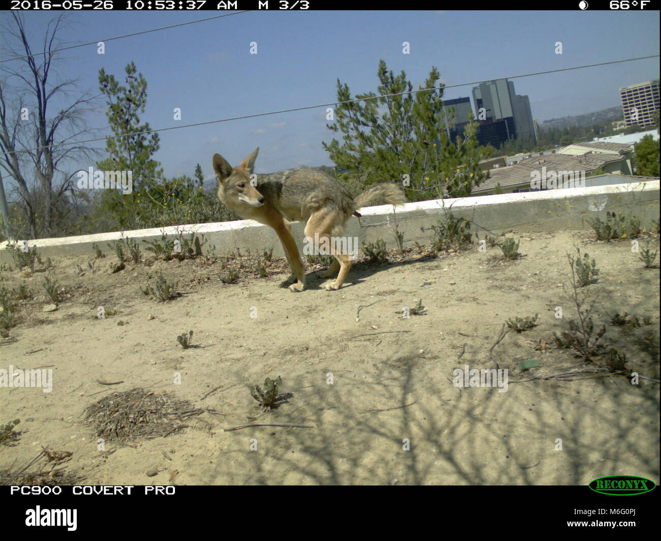 Coyote Poops. Un coyote catturati su una telecamera excreting trappola di  rifiuti nel western San Fernando Valley di Los Angeles. Parco Nazionale di  Ricercatori di servizio sono la raccolta di scat per