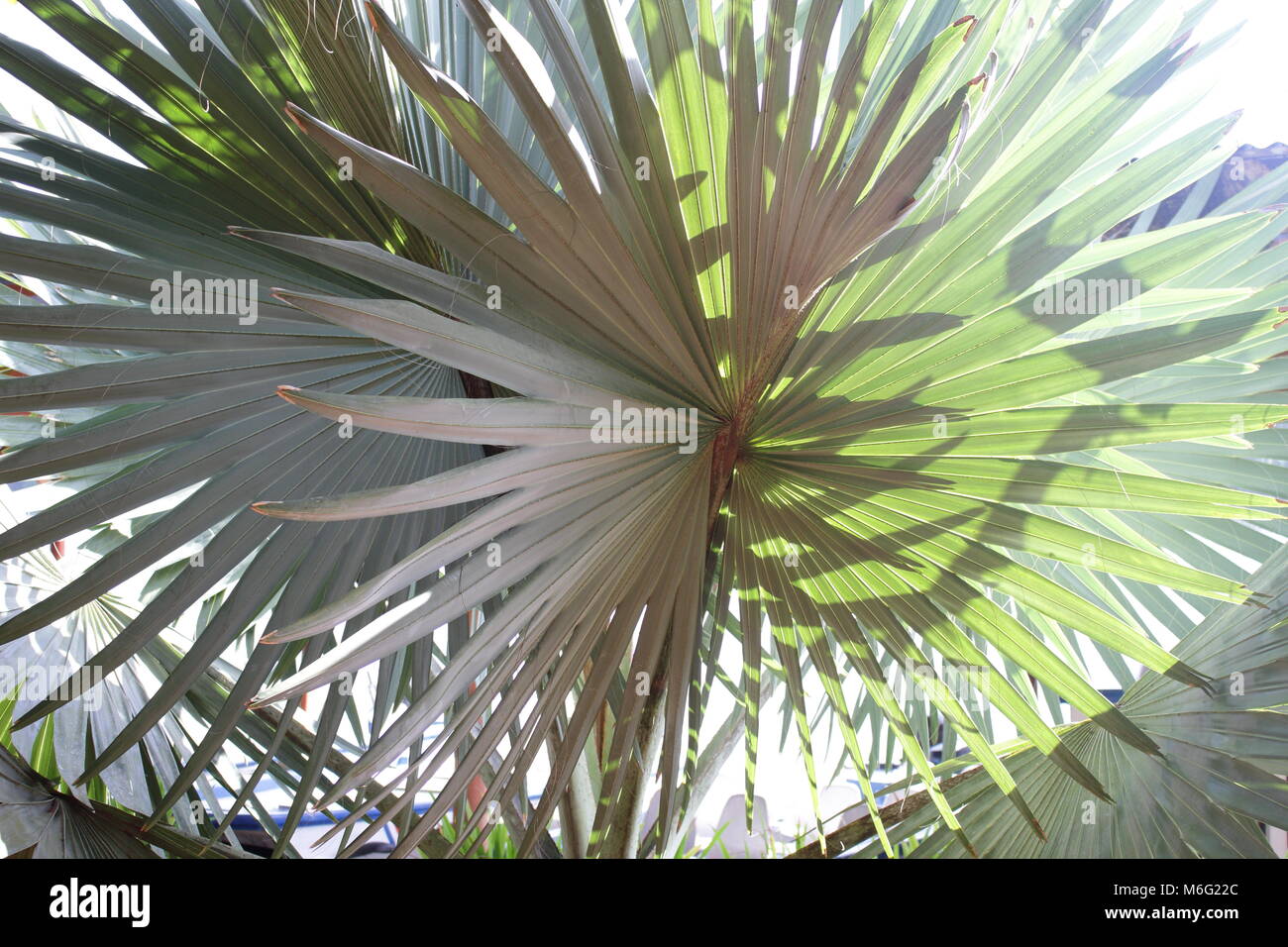 Di foglie di palma patterns Foto Stock