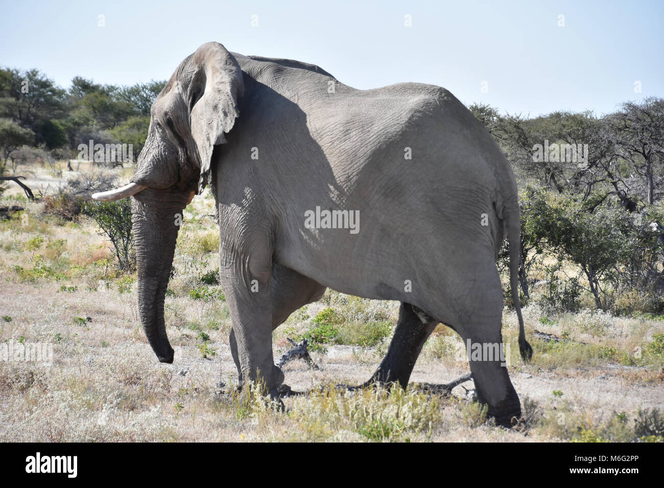 Un impressionante e determinato elefante maschio a piedi a sinistra in Etosha Namibia Foto Stock
