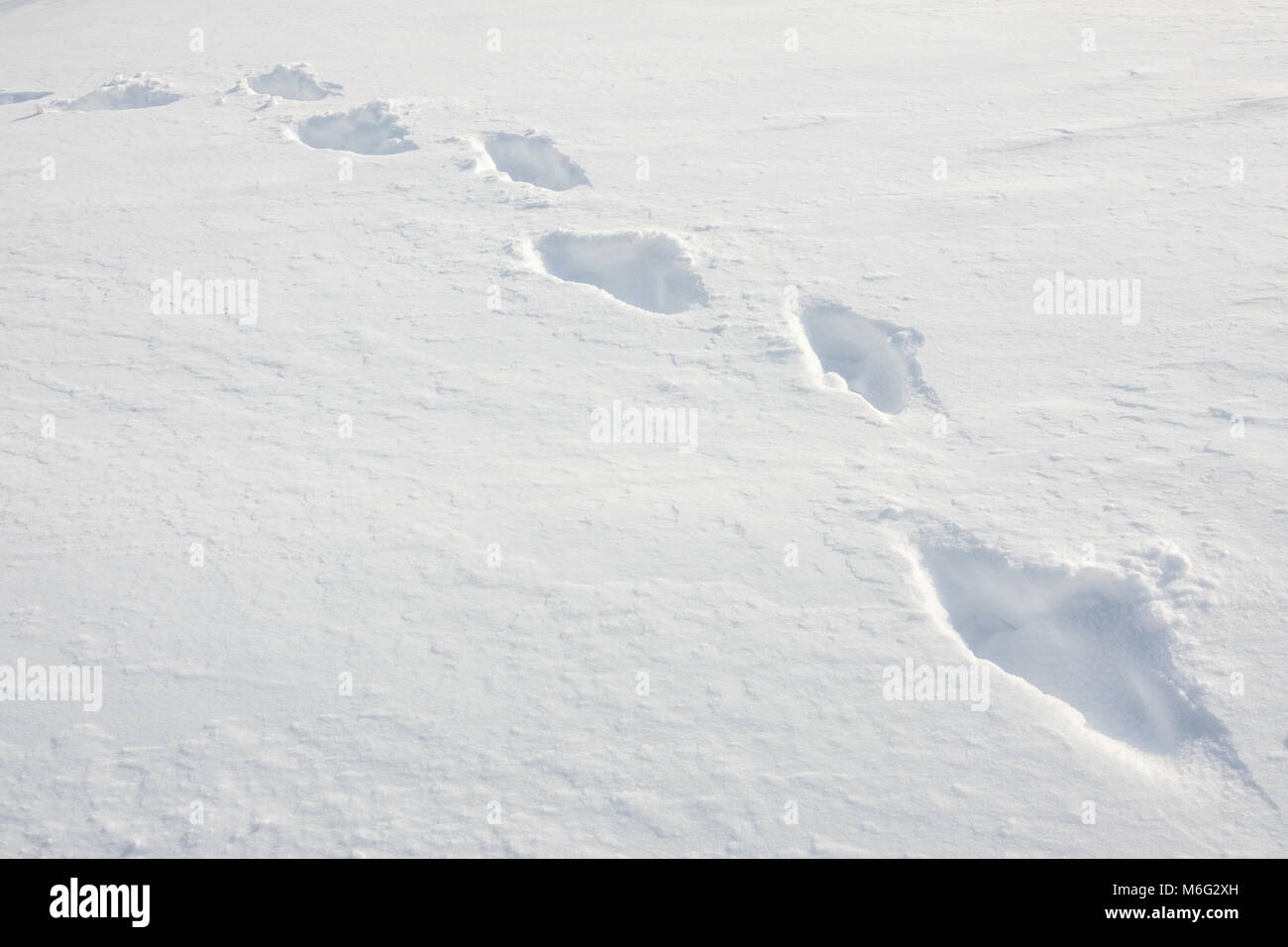 Una scia di orme attraverso la fresca neve profonda Foto Stock