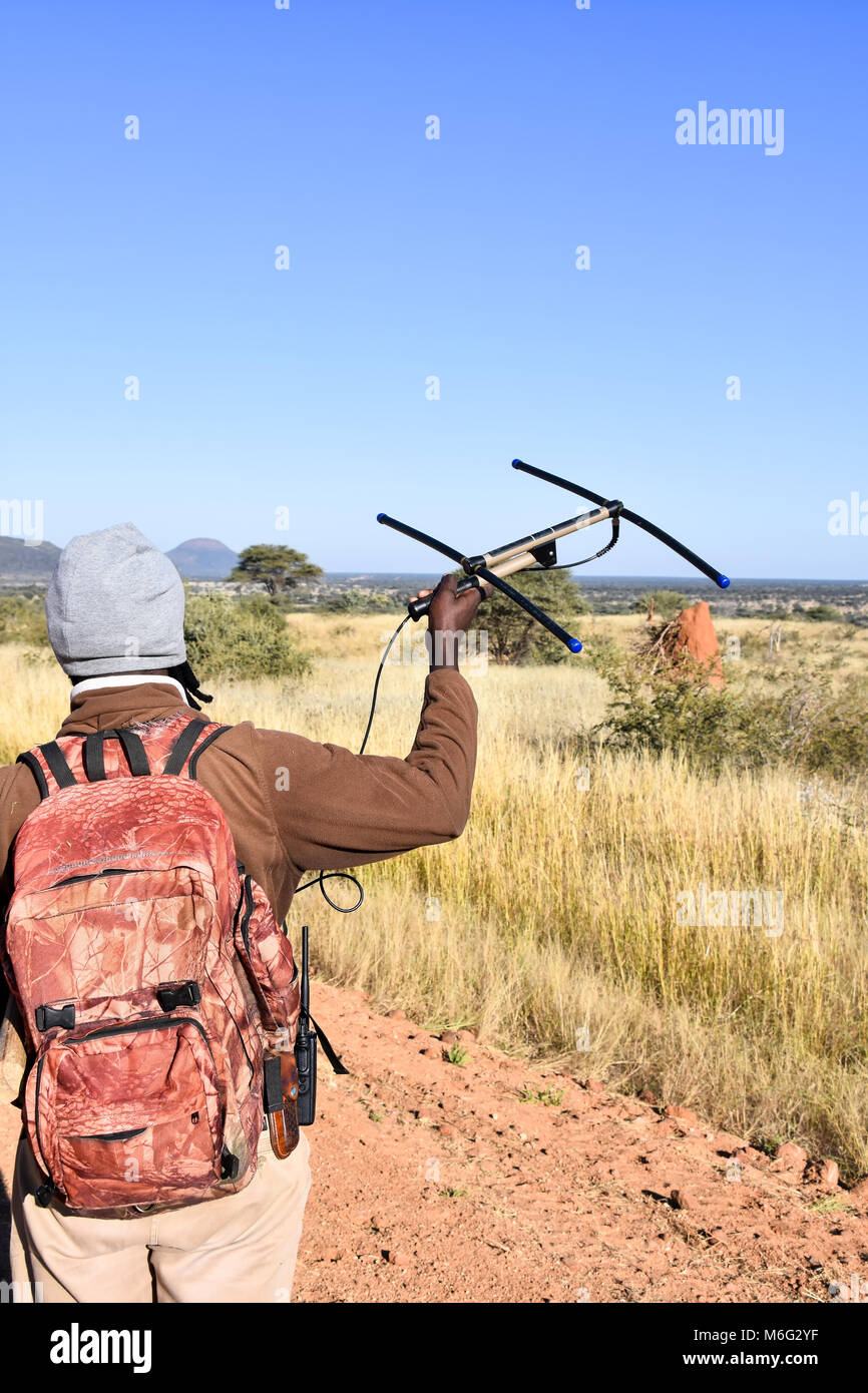 Una guida di safari o Wildlife Park ranger camminare mantenendo una antenna per tracciare e localizzare la posizione di leopardi e ghepardi in Namibia nei pressi di un u Foto Stock