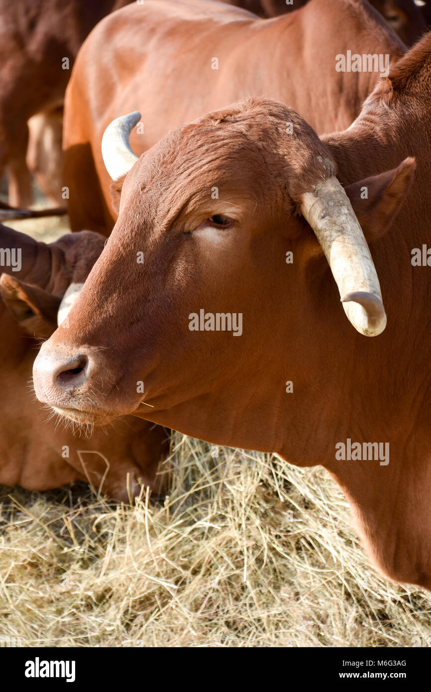 Afrikaner buoi come precursori per i trattori come parte del patrimonio e il contrasto alle moderne operazioni agricole in Sud Africa utilizzato dal 1700 fino a quando e Foto Stock