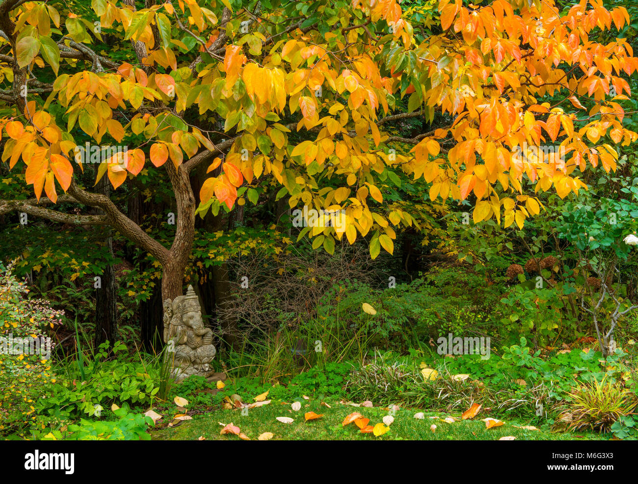 Ganesh, Kaki giapponese Persimmon, Diospyros kaki, Fern Canyon, Mill Valley, California Foto Stock