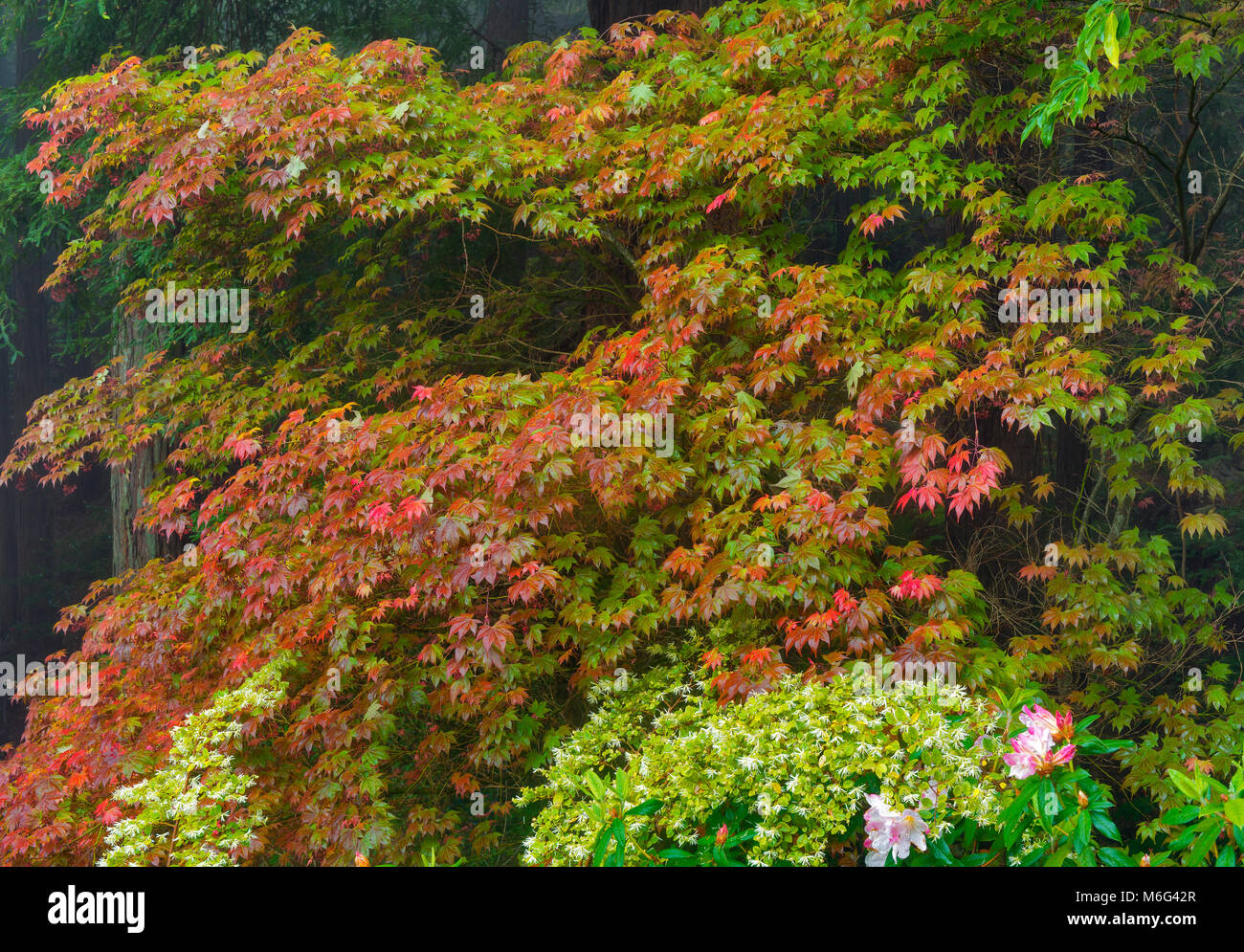 Azalea, acero giapponese, Fern Canyon giardino, Mill Valley, California Foto Stock