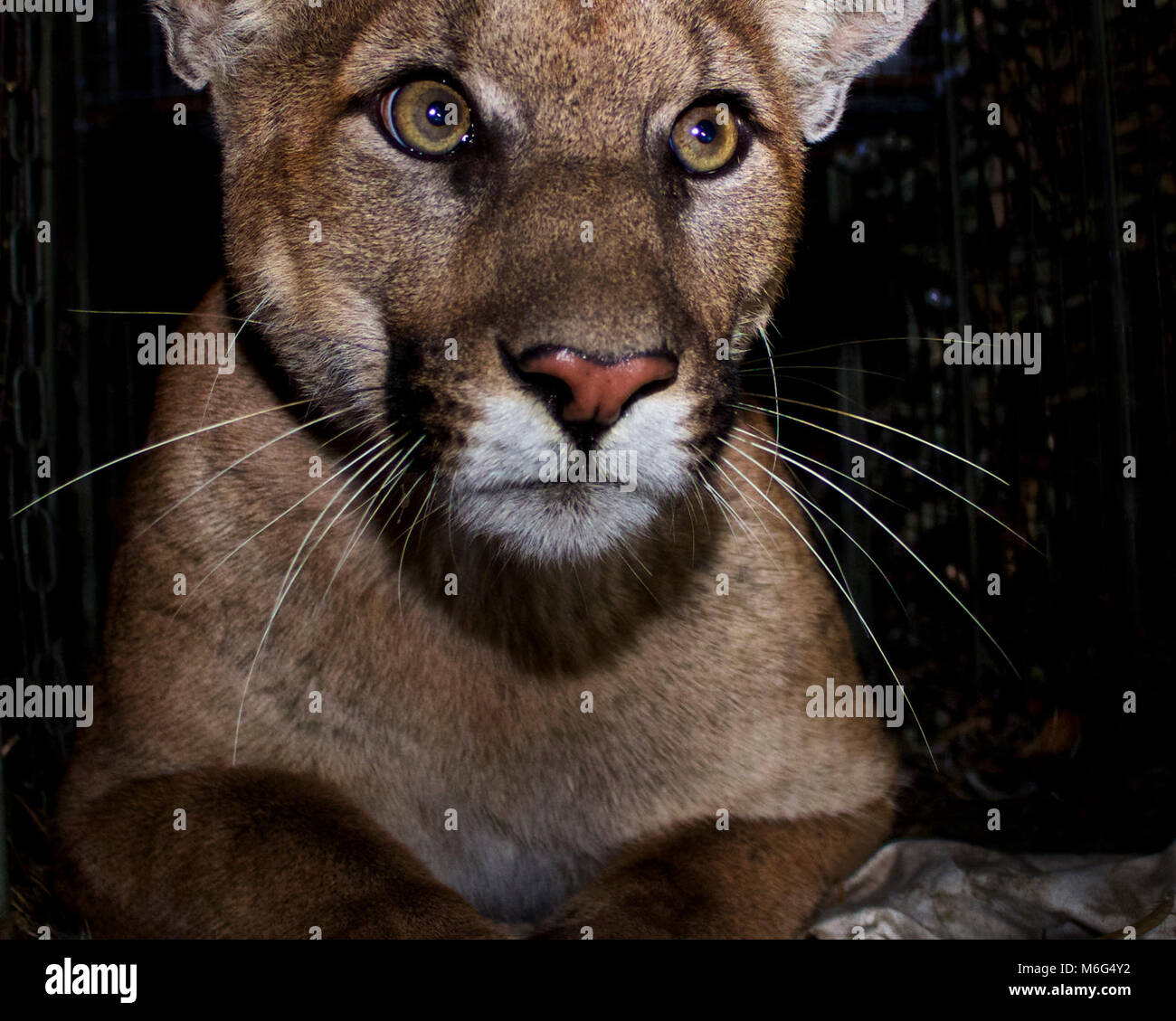 P-61. Mountain lion P-61 è stato catturato nel mese di ottobre del 2017 nell'estremità orientale del Santa Monica Mountains. Egli era a meno di due anni al momento della cattura e pesato 97 libbre, così egli è ancora un maschio subadult. Foto Stock