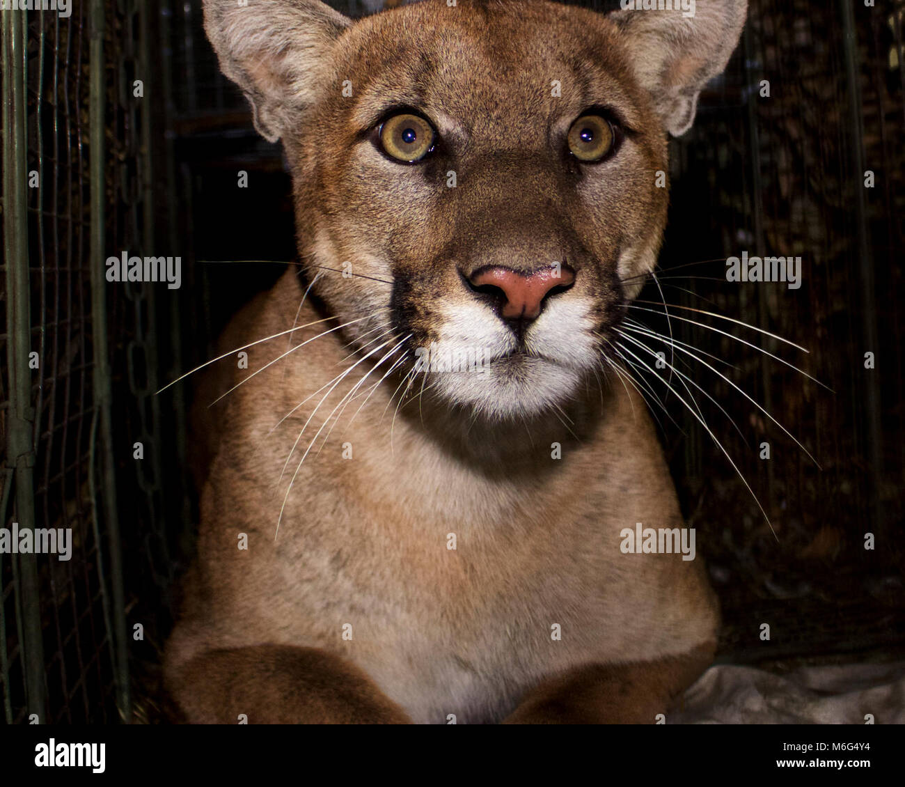 P-61. Mountain lion P-61 è stato catturato nel mese di ottobre del 2017 nell'estremità orientale del Santa Monica Mountains. Egli era a meno di due anni al momento della cattura e pesato 97 libbre, così egli è ancora un maschio subadult. Foto Stock