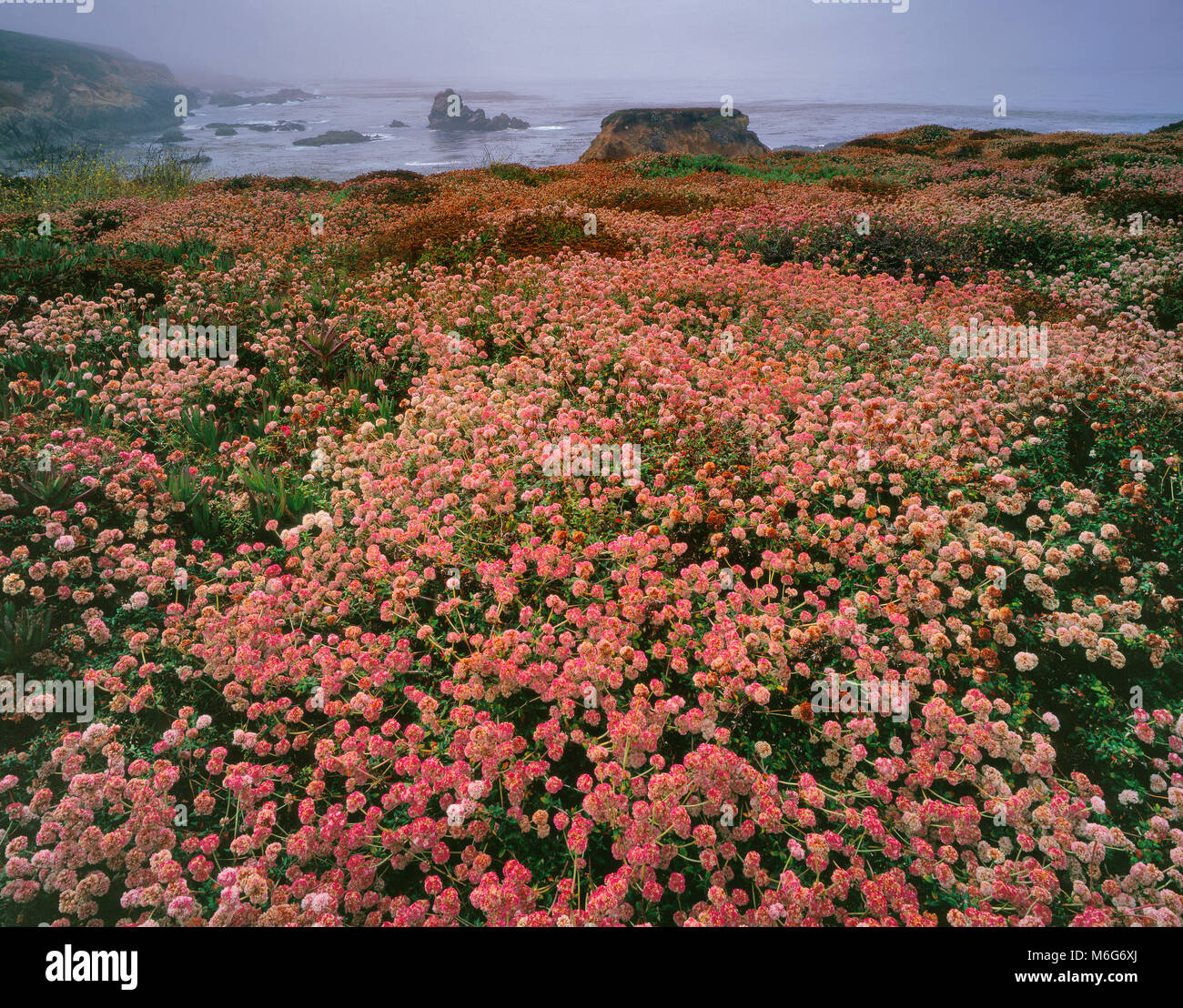 Il grano saraceno, Eriogonum, nebbia costiera, Garrapata State Park, Big Sur, Monterey County, California Foto Stock