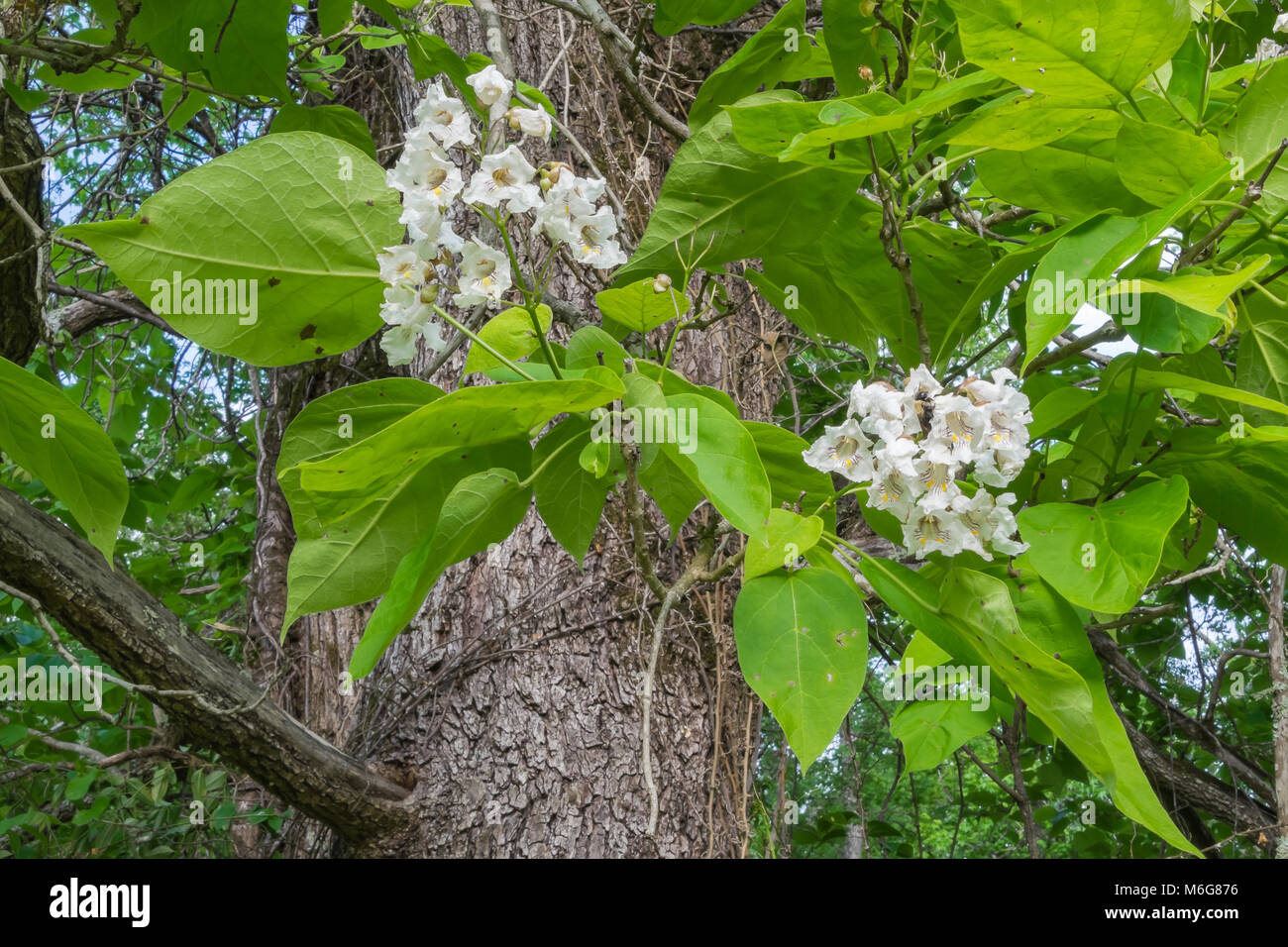 Un Southern catalpa albero in fiore in primavera. Foto Stock