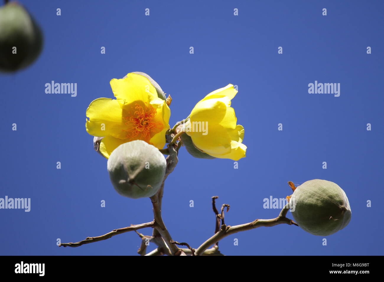 Cochlospermum vitifolium Foto Stock