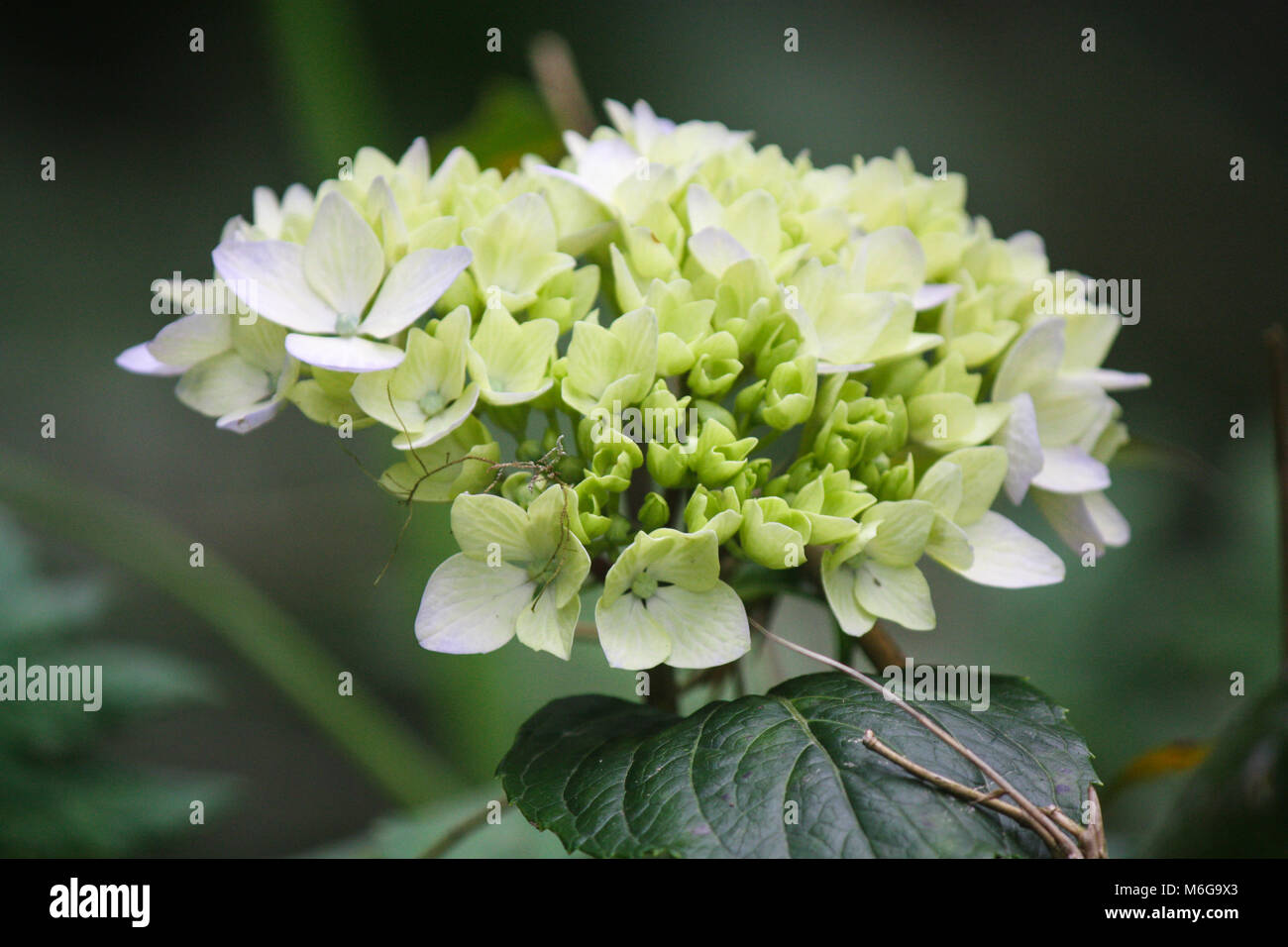 Tropical morbido bianco cremoso fiore il verde dello sfondo muto. Foto Stock