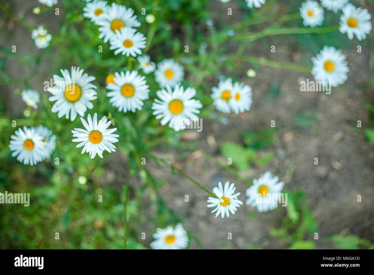 Abbondanza di bellissimi fiori a margherita nel giardino Foto Stock